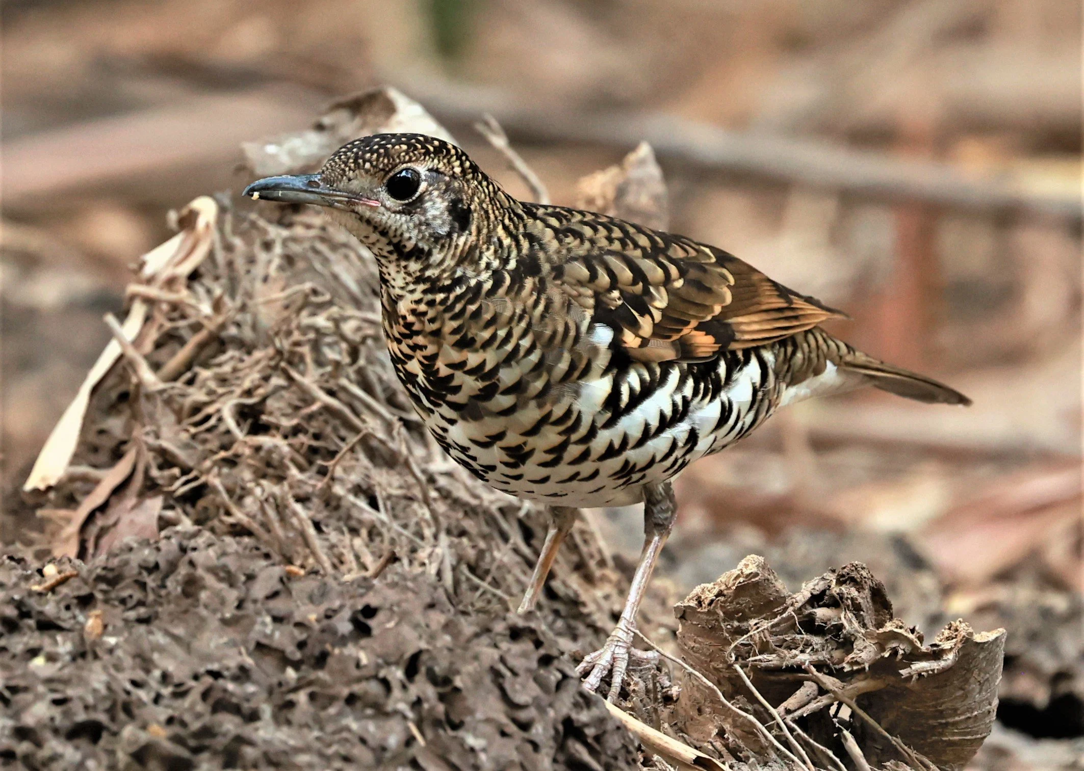 White's Thrush (Zoothera aurea) Putthamonthon Park Nakhon Pathom Thailand (174).jpg