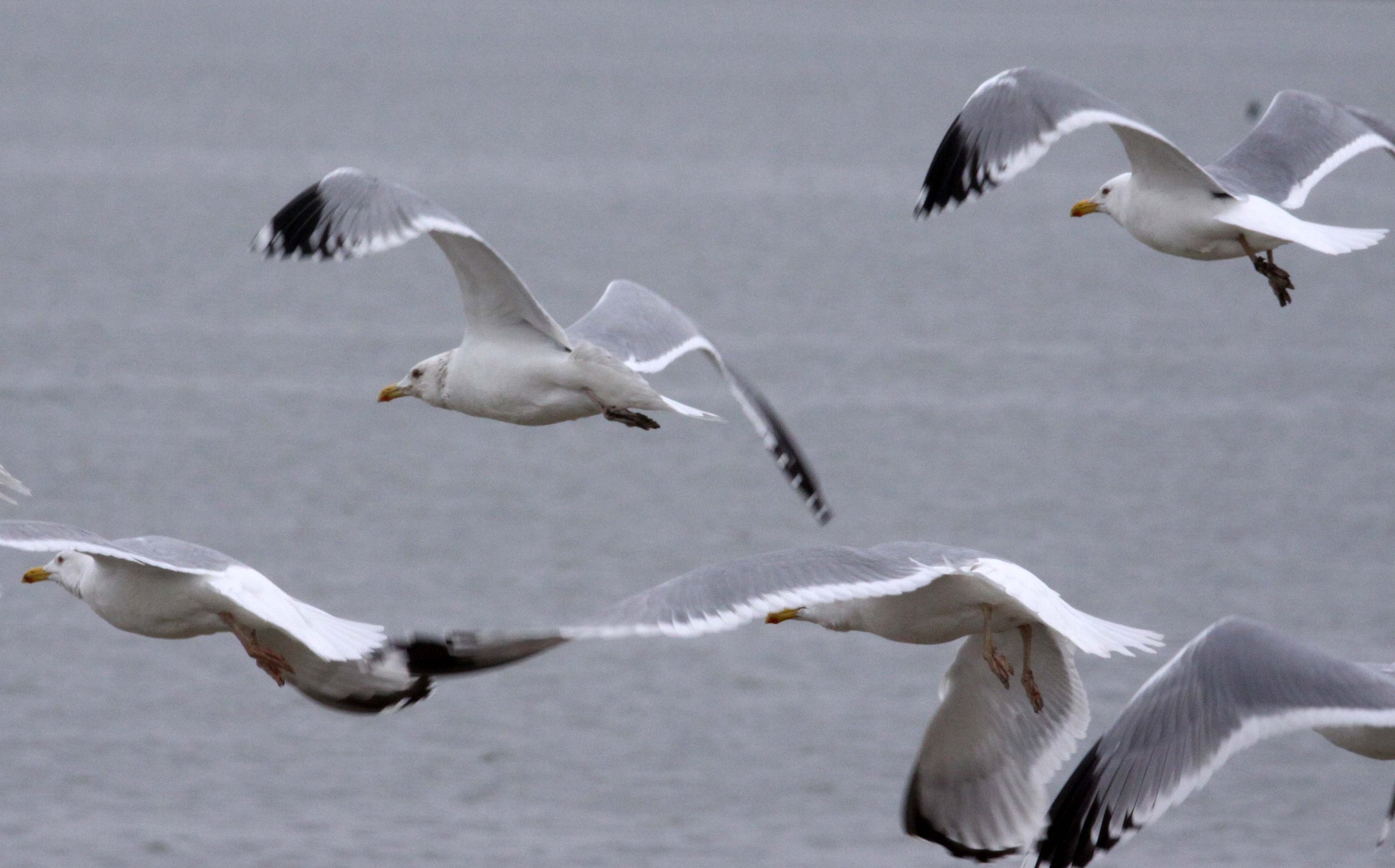 BIRD - GULL - HUEGLIN'S GULL- YANCHENG CHINA (26).JPG