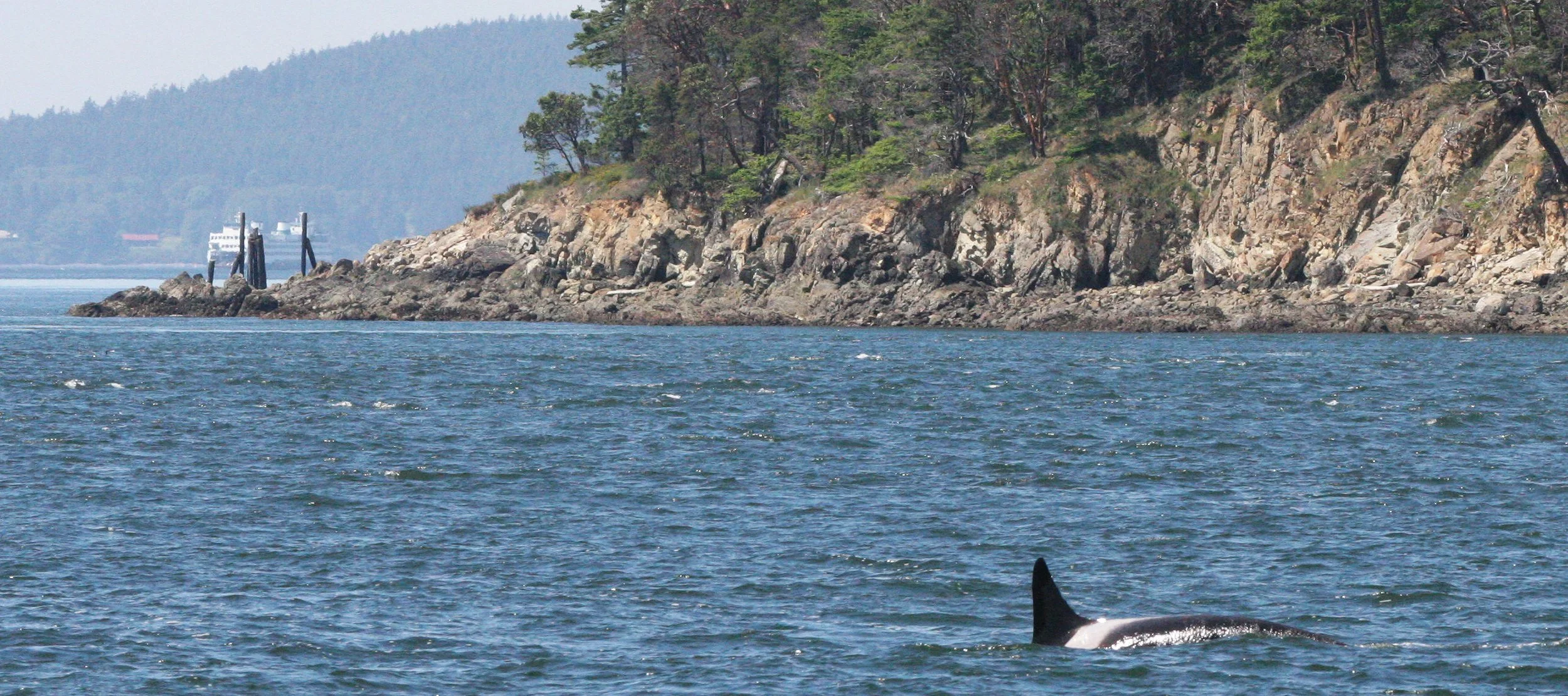 Orcinus orca - SOUTHERN RESIDENT KILLER WHALES (ORCA) - J POD IN ROSARIO STRAIT SAN JUAN ISLANDS WA (141).JPG