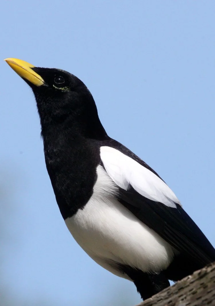 BIRD - MAGPIE - YELLOW-BILLED MAGPIE - SACRAMENTO CALIFORNIA EFFIE YEAW NATURE RESERVE (6).JPG