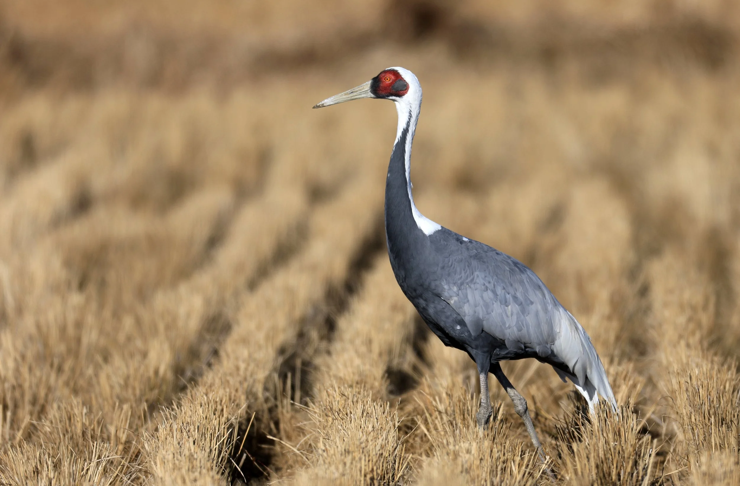 White-naped Crane (Antigone vipio) Izumi Crane Park & Center, Izumi Kagoshima Kyushu Japan  (26).jpg