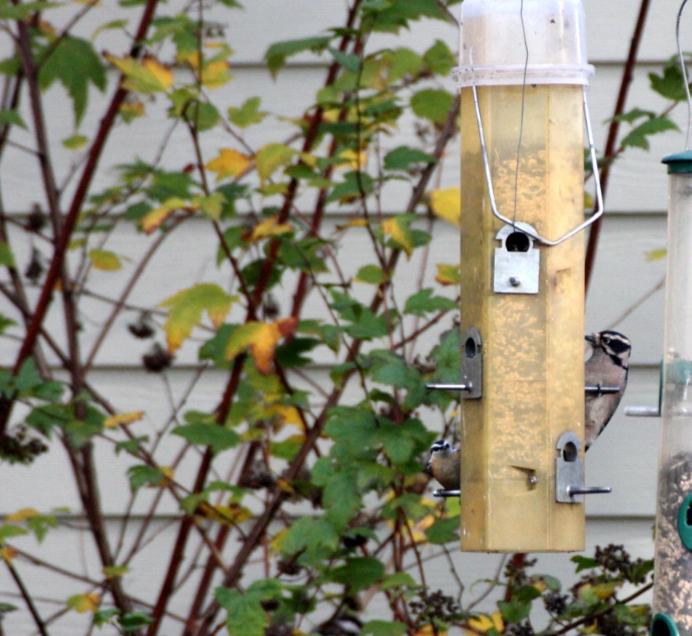 BIRD - WOODPECKER - DOWNY WOODPECKER - SEQUIM RIVER CENTER WA.JPG