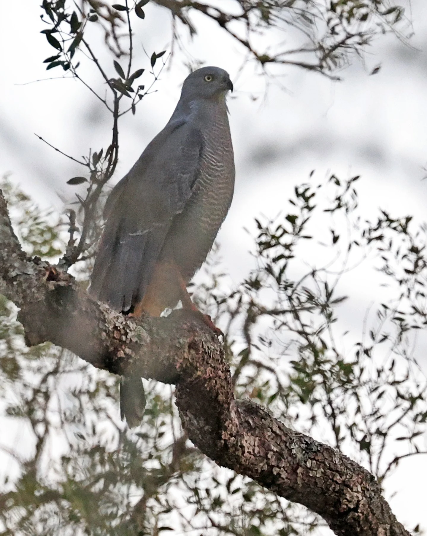 Savanna Hawk (Buteogallus meridionalis) Agua Dulce Paraguay (20).jpg