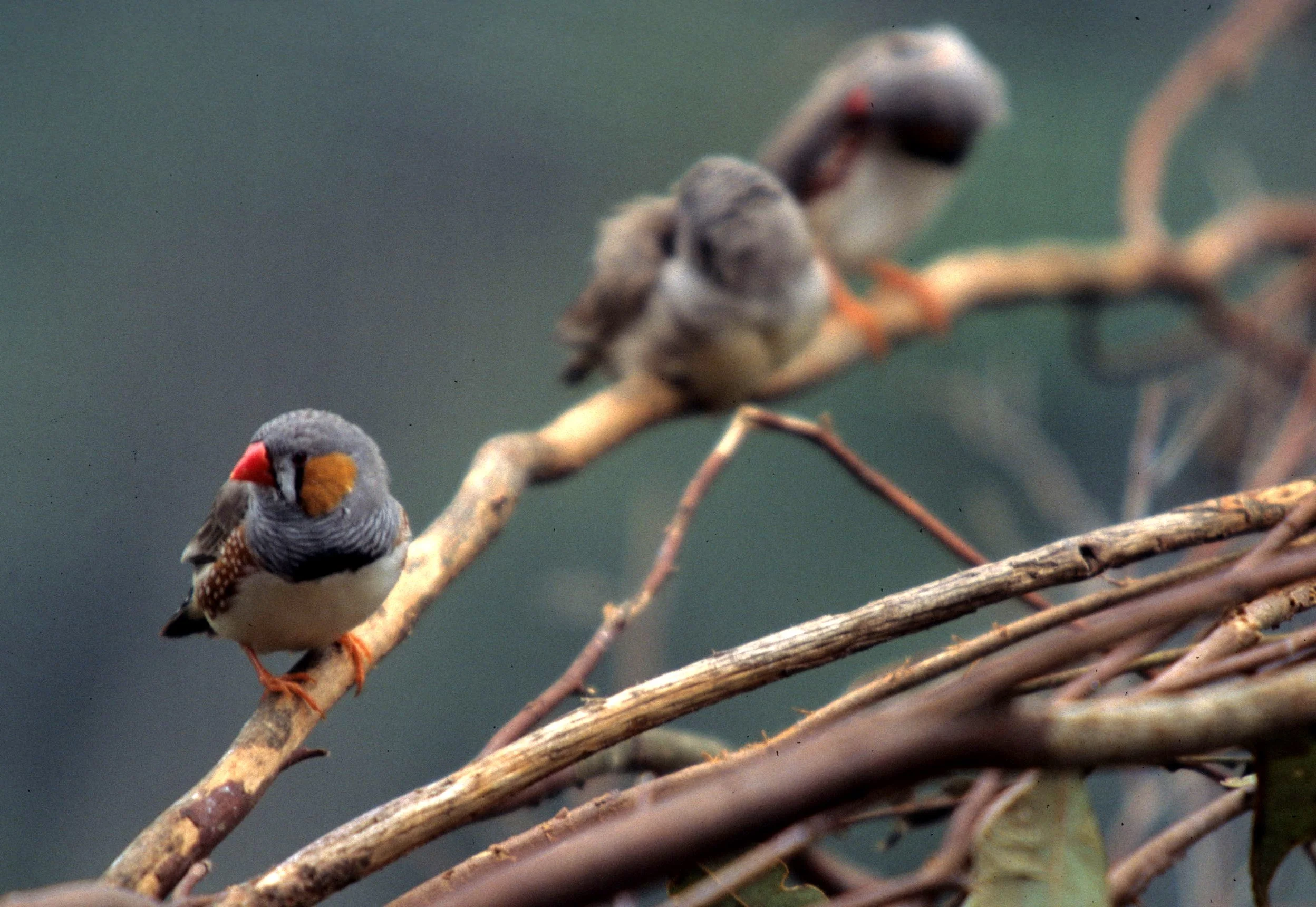 BIRD - FINCH - ZEBRA FINCH - DAINTREE RAINFOREST AUSTRALIA.jpg