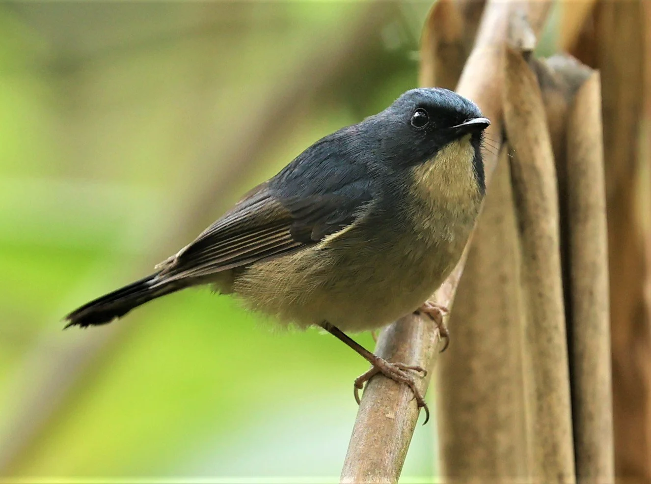 FLYCATCHER - SLATY-BLUE FLYCATCHER - Ficedula tricolor - DOI SAN JU (DOI LANG WEST) FEB 2022 (17).jpg