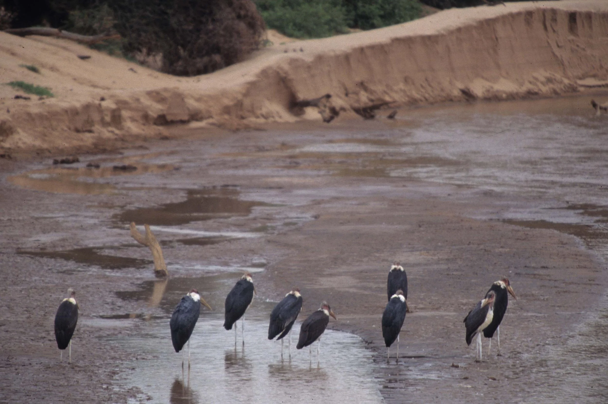 BIRDS - STORK - MARABOU- SHABA.jpg