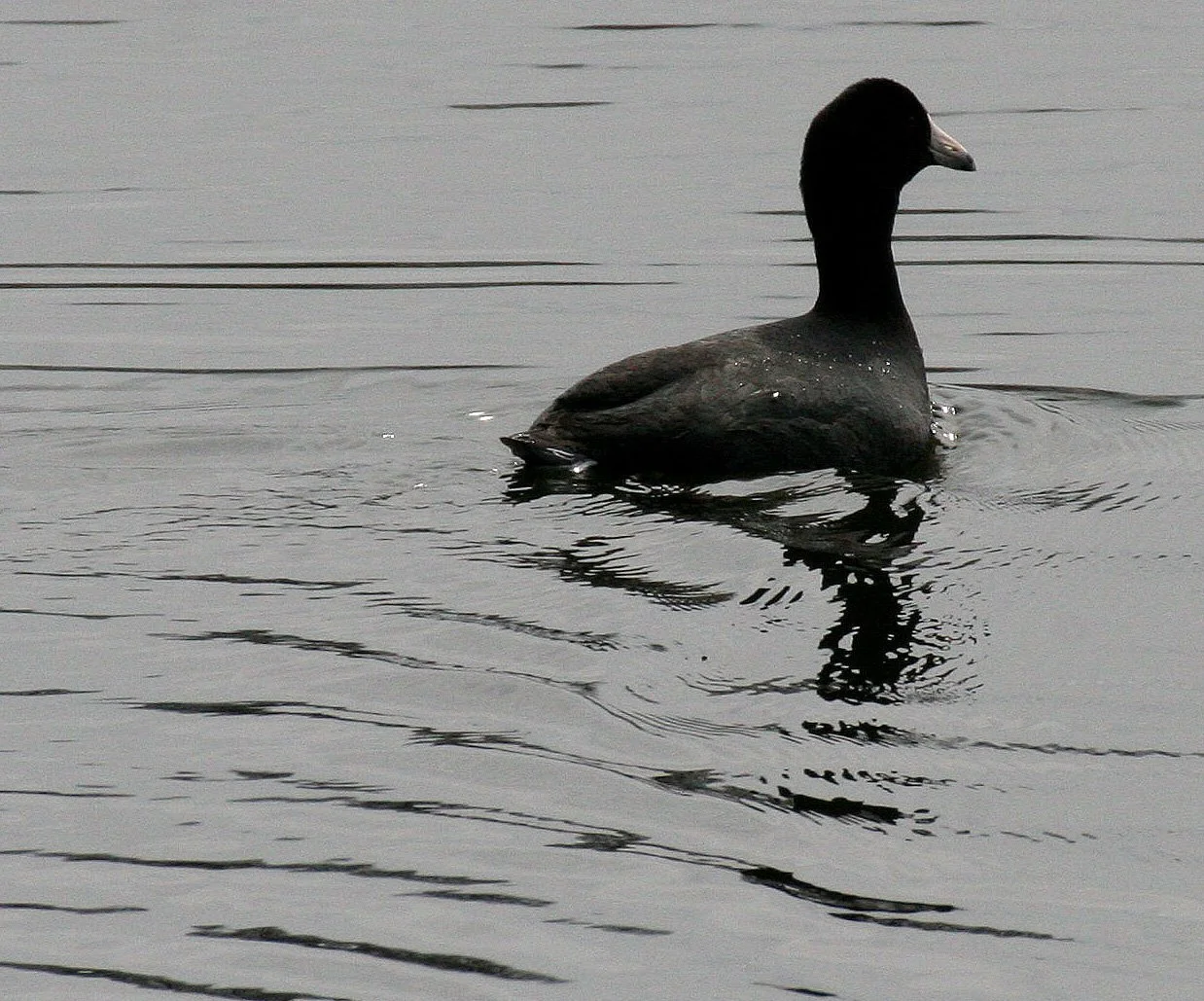 American Coot (Fulica americana) Prat