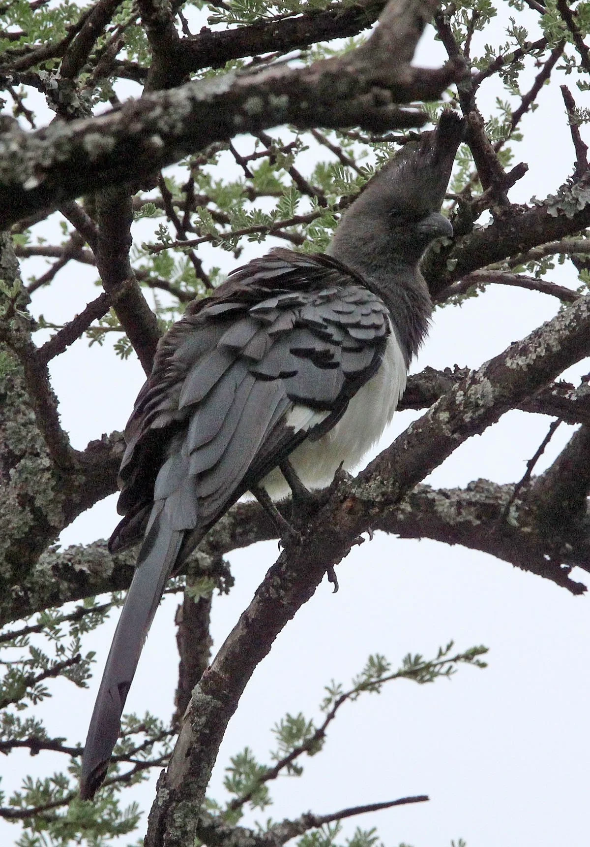 White-bellied Go-away-bird (Crinifer leucogaster) Abiata-Shalla NP Ethiopia (3).JPG