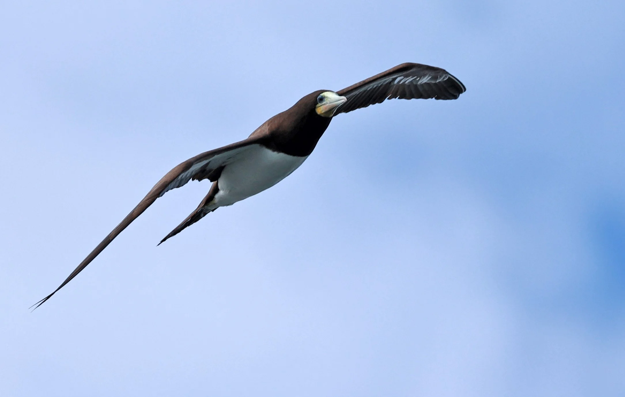 Brown Booby (Sula leucogaster) Superagüi National Park, Brazil (3).jpg