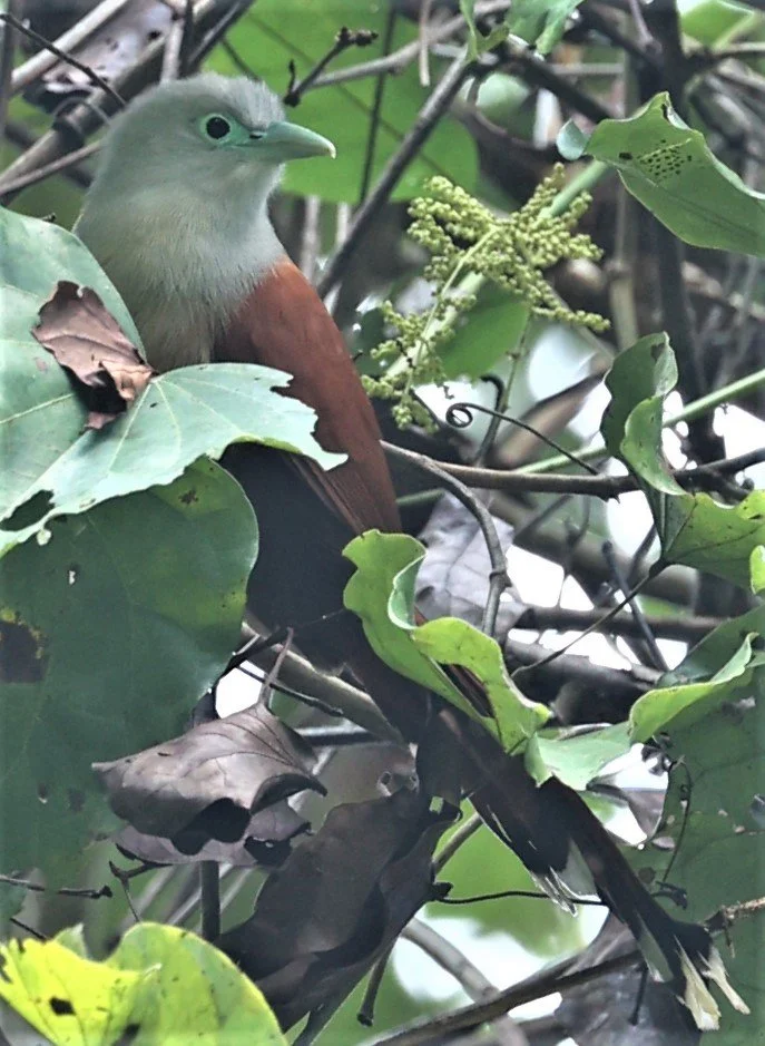 Raffle's Malkoha (Rhinortha chlorophaea) Krung Ching Khao Luang NP Thailand (10).jpg