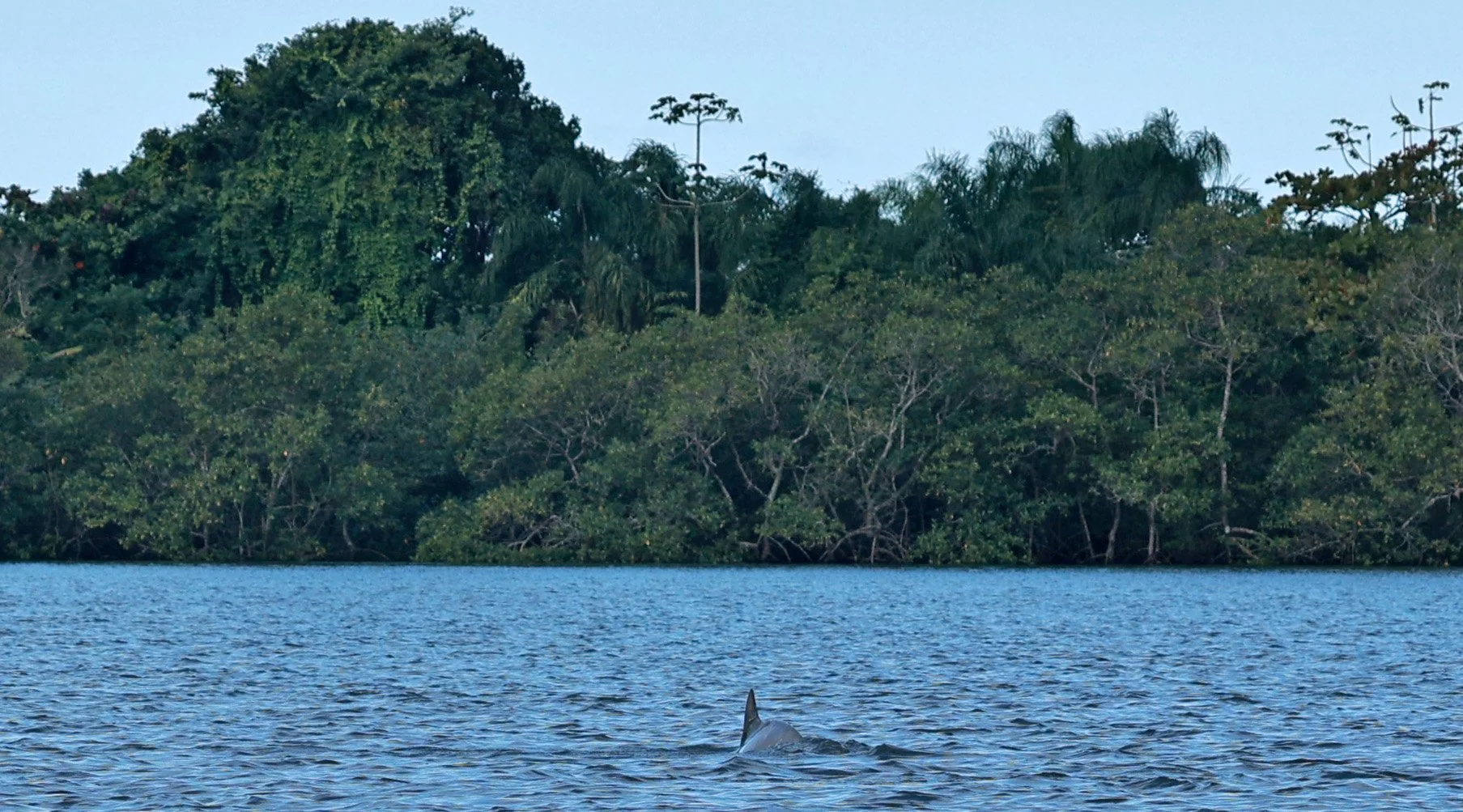 Guiana Dolphin (Sotalia guianensis) Superagüi National Park, Brazil (38).jpg