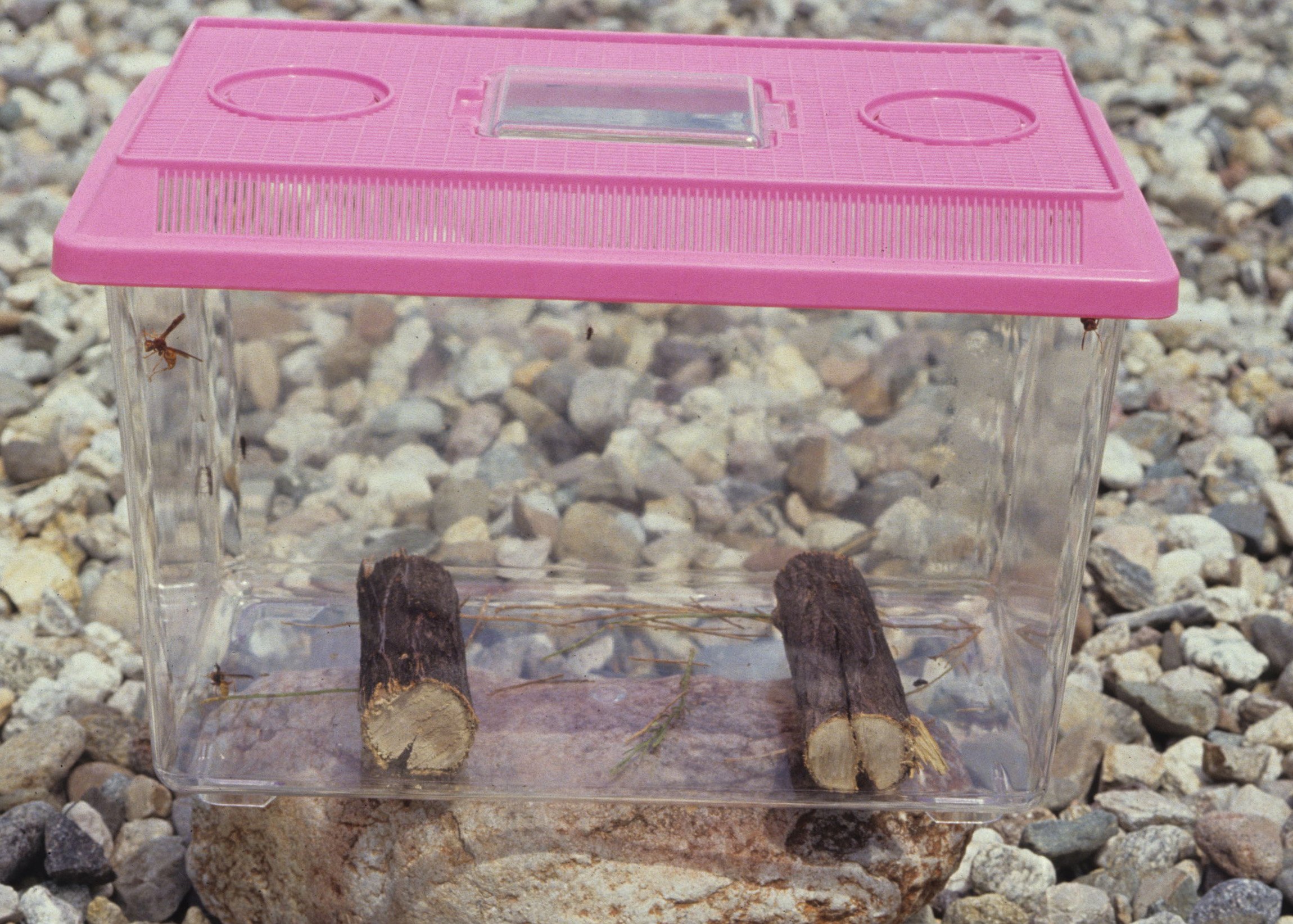 ARIZONA - MADERA CANYON - RESEARCH - DATA COLLECTION WQQ.jpg