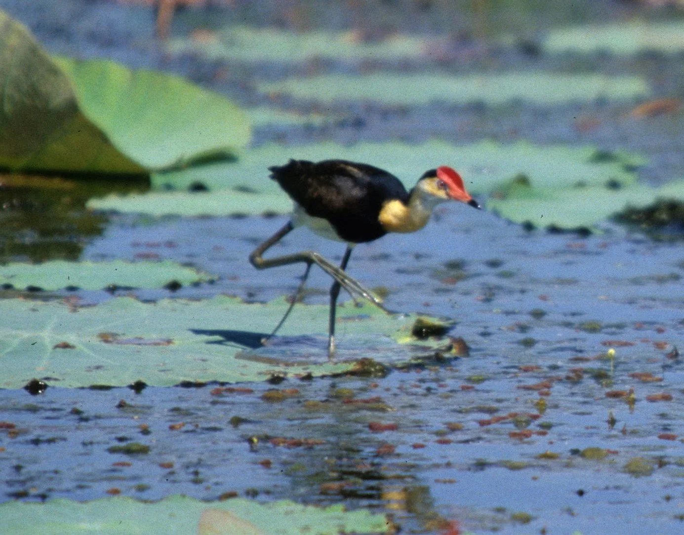 BIRD - JACANA - COMB-CRESTED JACANA - KAKADU NP1.jpg