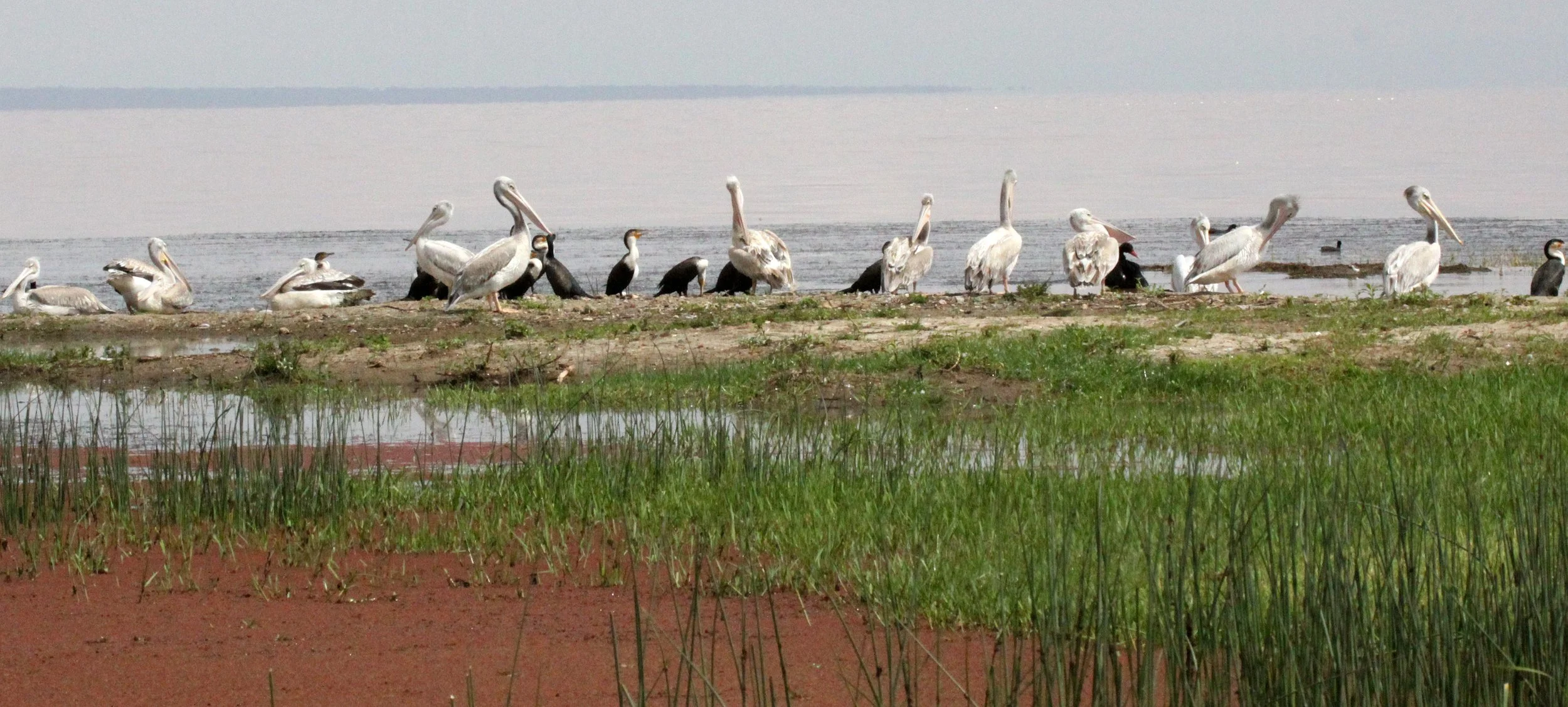 Pelecanus rufescens - PINK-BACKED PELICAN - LANGANO LAKE ETHIOPIA (1).JPG