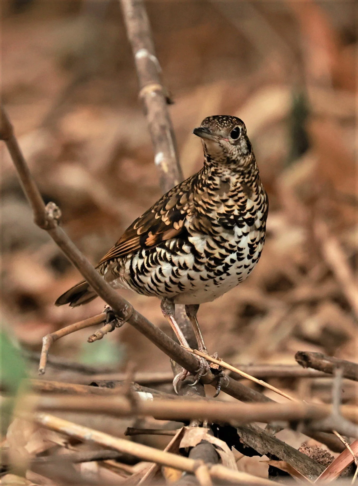 White's Thrush (Zoothera aurea) Putthamonthon Park Nakhon Pathom Thailand (58).jpg