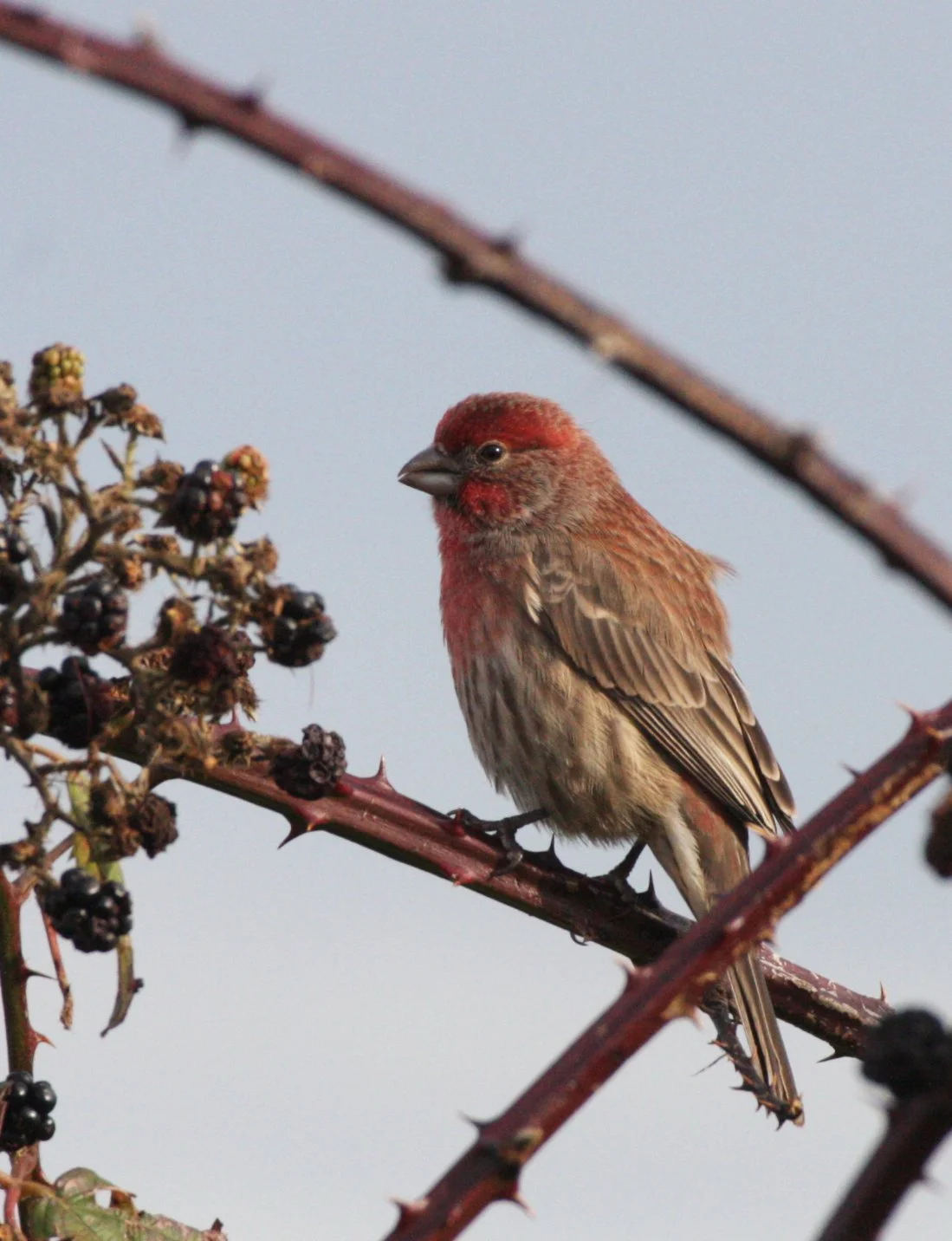 House Finch (Haemorhous mexicanus) Jamestown Washington (21).JPG