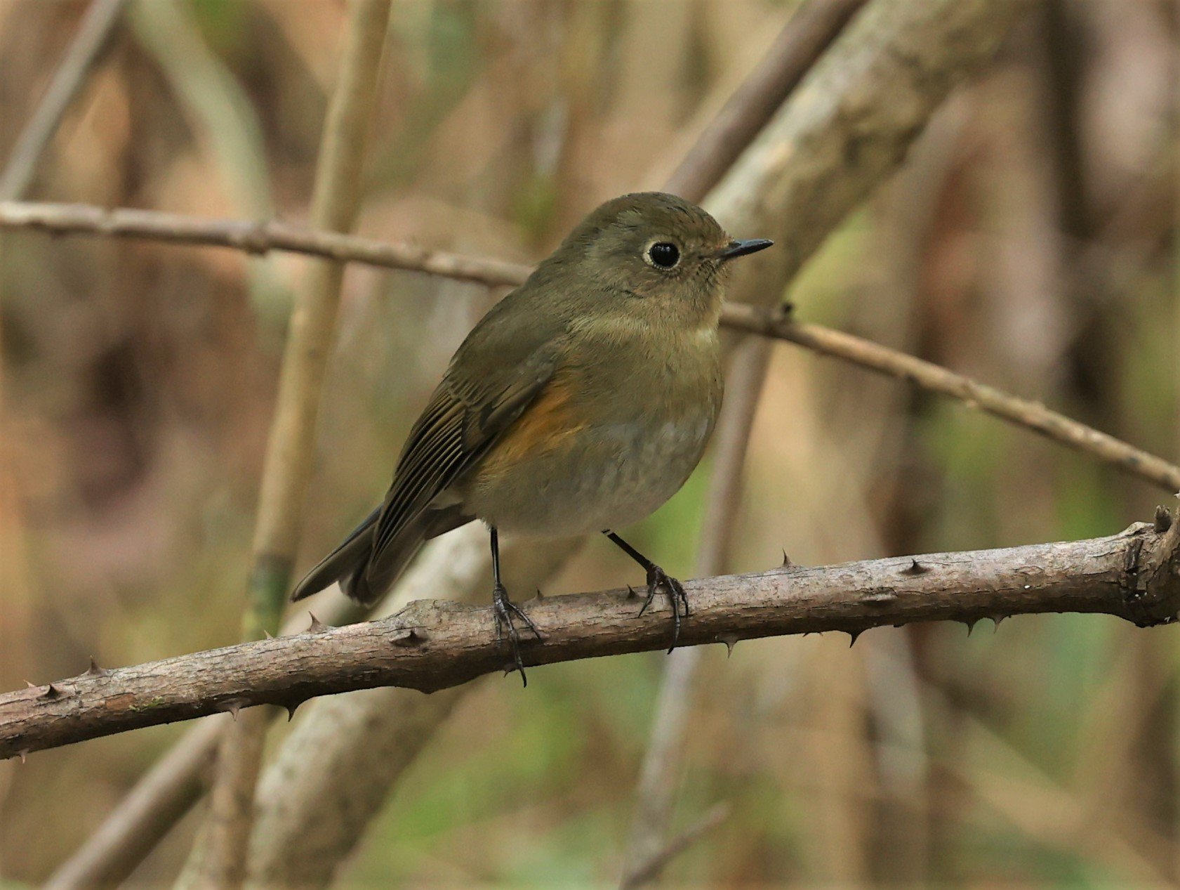 BLUETAIL - HIMALAYAN BLUETAIL - Tarsiger rufilatus - DOI SAN JU (DOI LANG WEST) FEB 2022 (29).jpg