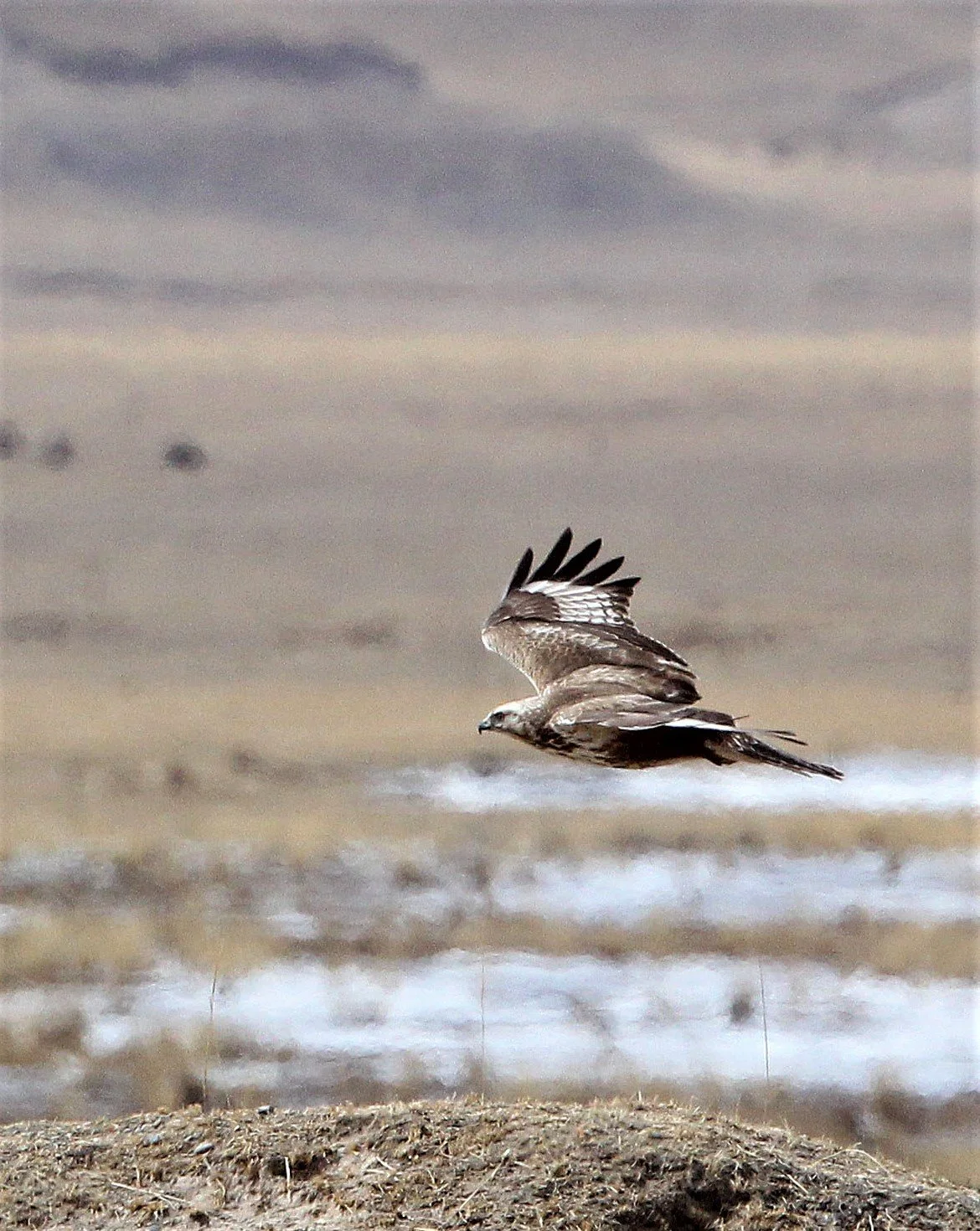 Buteo hemilasius - UPLAND BUZZARD - QINGHAI LAKE CHINA aa.jpg