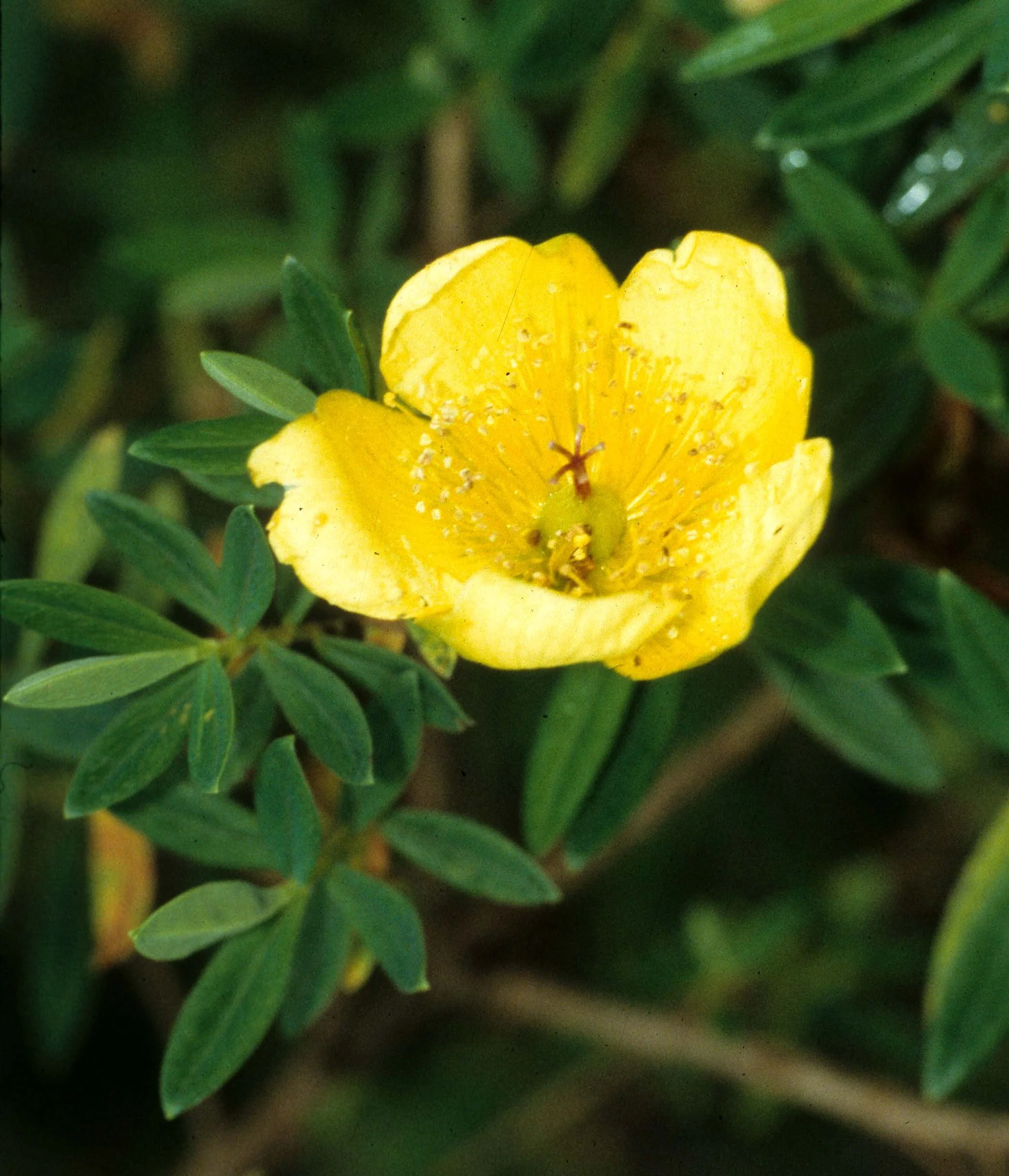 RWANDA - PLANTS - HYPERICUM.jpg