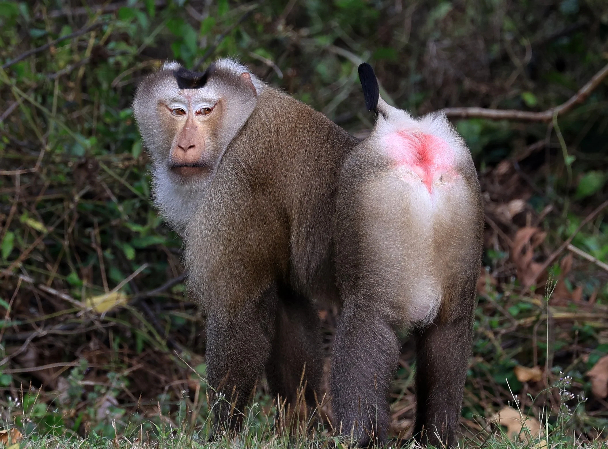 Northern Pig-tailed Macaque (Macaca leonina) Khao Yai National Park Feb 2026 Day 3 (7).jpg