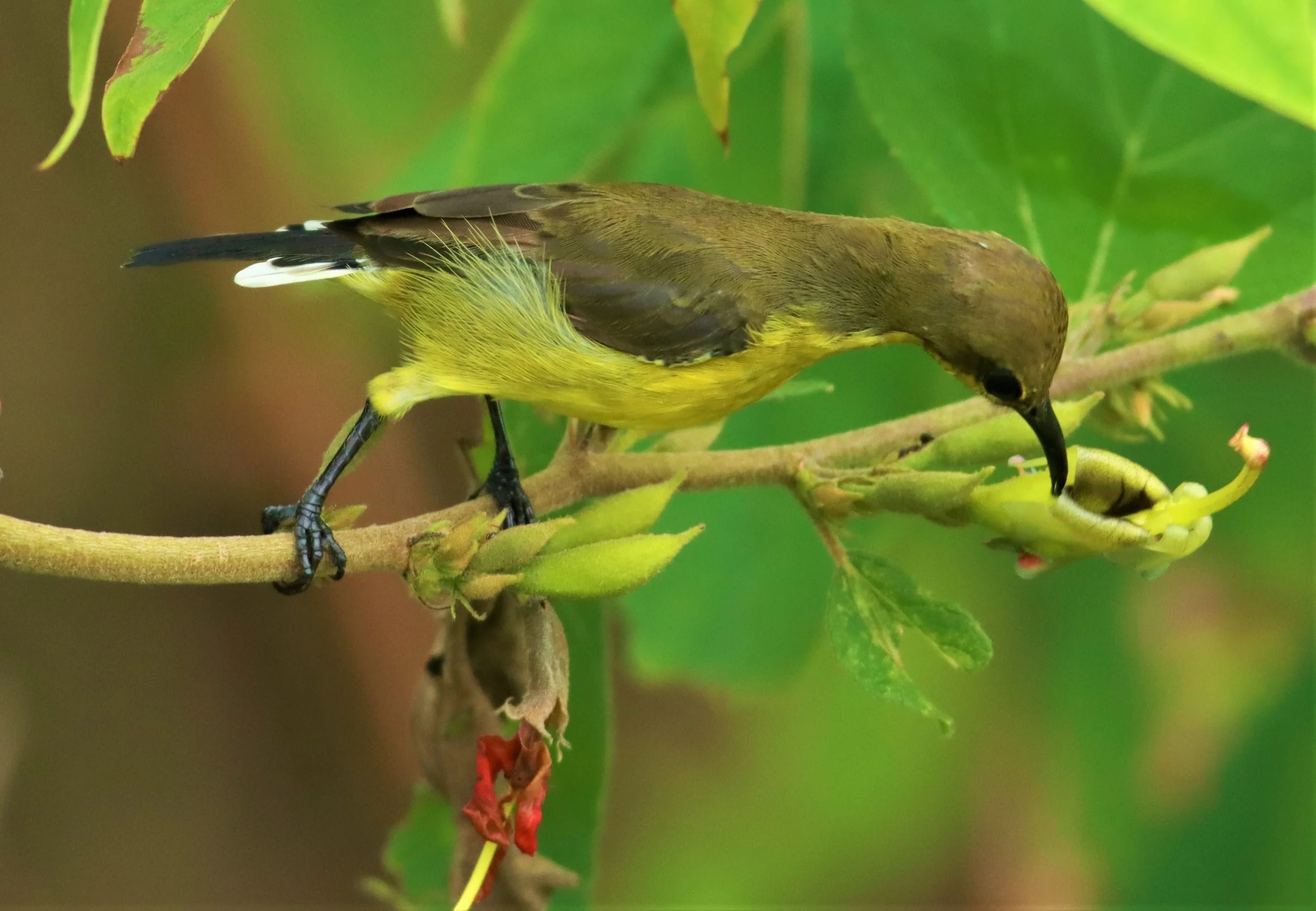 SUNBIRD - OLIVE-BACKED SUNBIRD - Nectarinia jugularis - NONG YA PLONG PETCHABURI (17).jpg