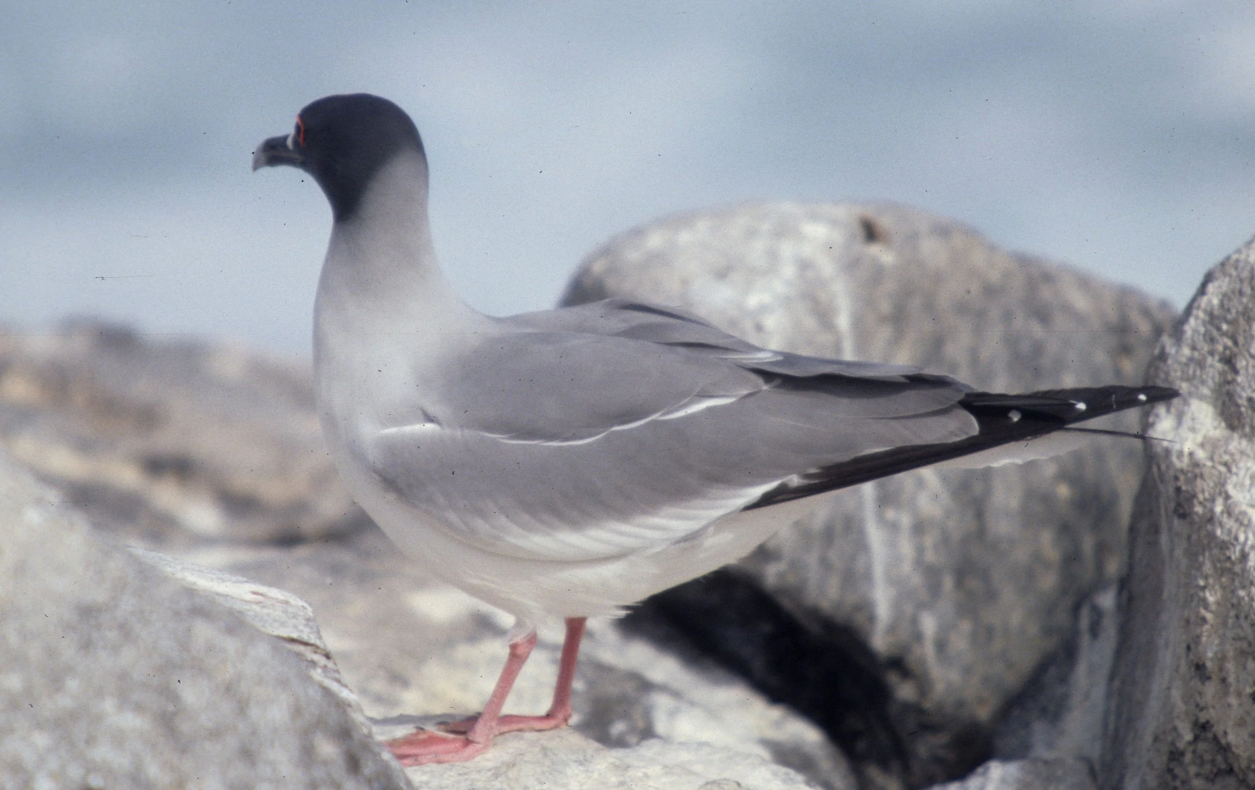 BIRD - GULL - SWALLOW-TAILED - GALAPAGOS E.jpg