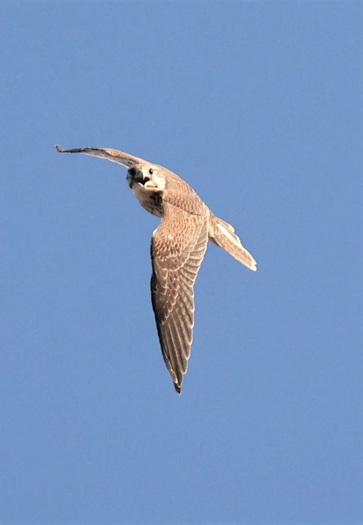 Falco mexicanus - PRAIRIE FALCON - MORLEY NELSON SNAKE RIVER BIRDS OF PREY NRA (52).jpg