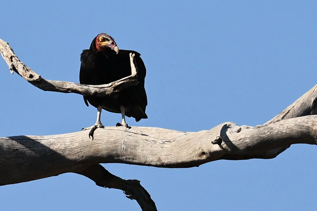 Lesser Yellow-headed Vulture (Cathartes burrovianus) Agua Dulce Paraguay (1).jpg