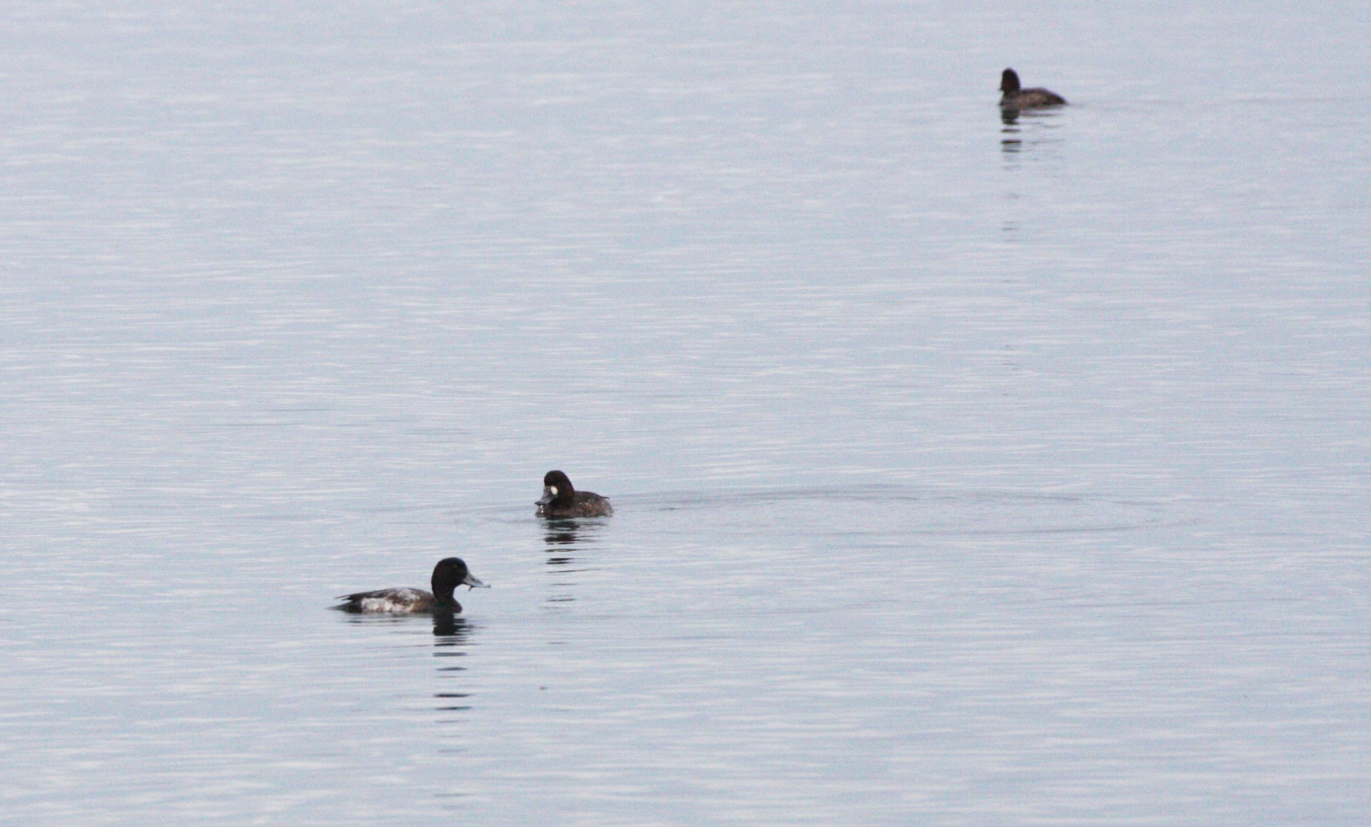BIRD - SCAUP - GREATER SCAUP - CLINE SPIT WA (4).JPG