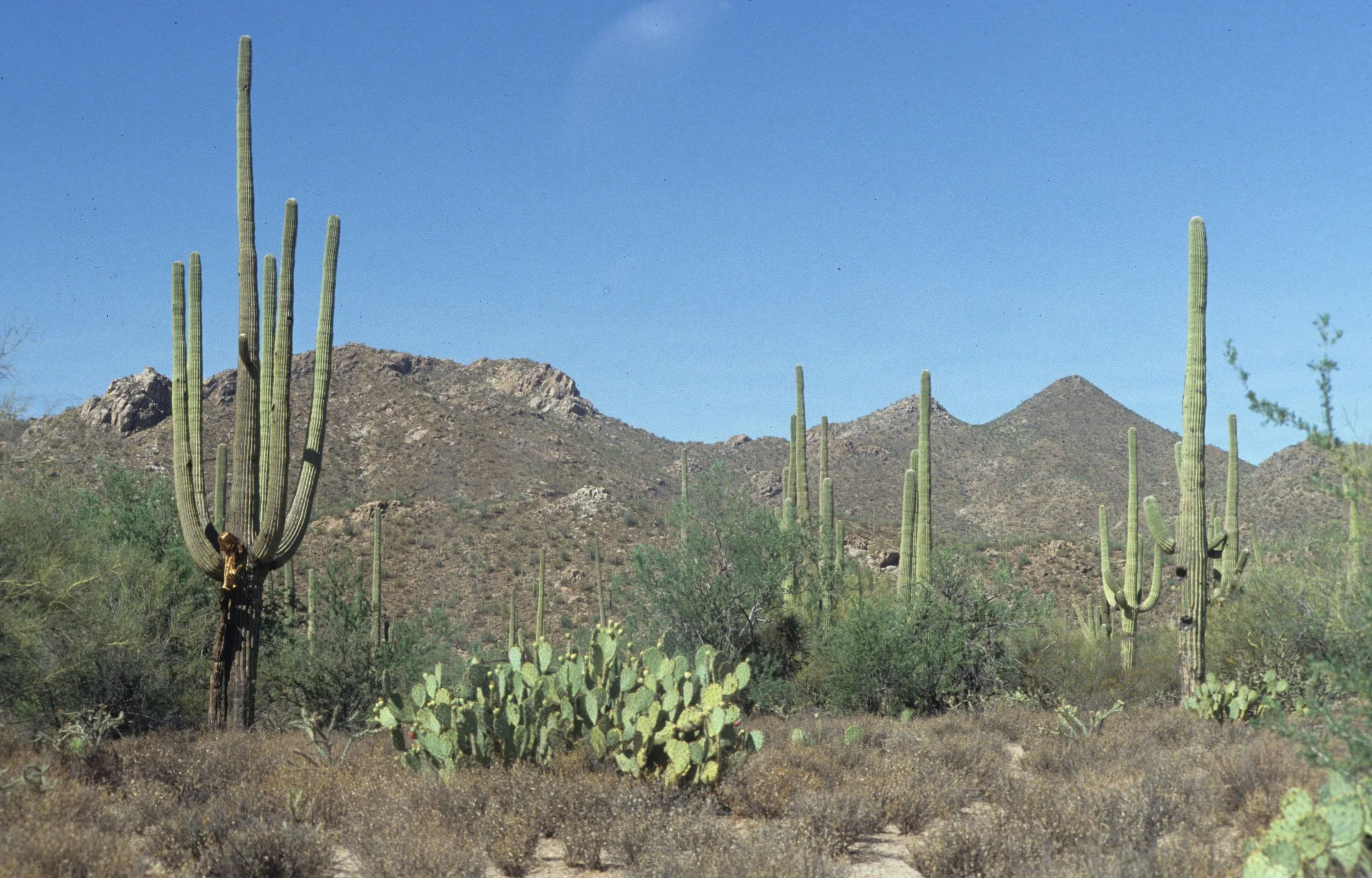 ARIZONA - SAGUARO CACTUS - SAGUARO NM A.jpg