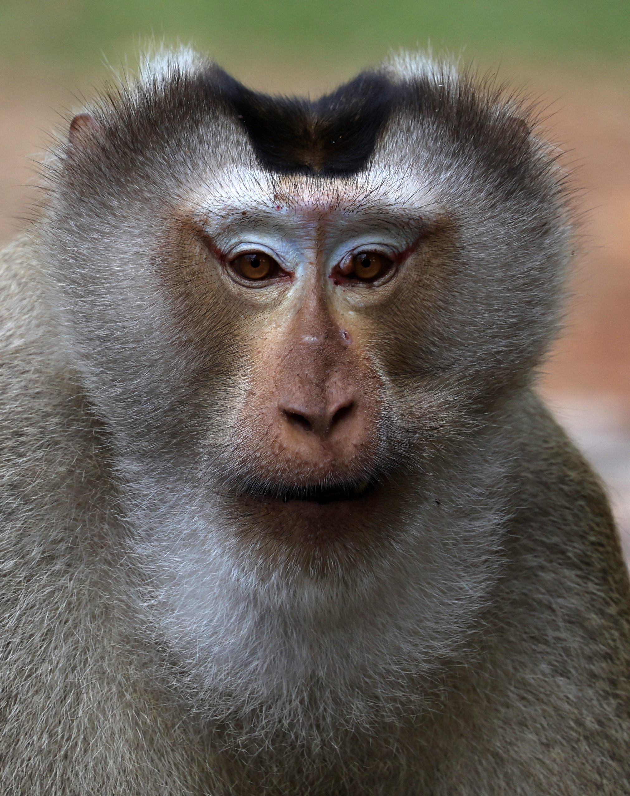 Northern Pig-tailed Macaque (Macaca leonina) Khao Yai National Park Feb 2026 Day 3 (23).jpg