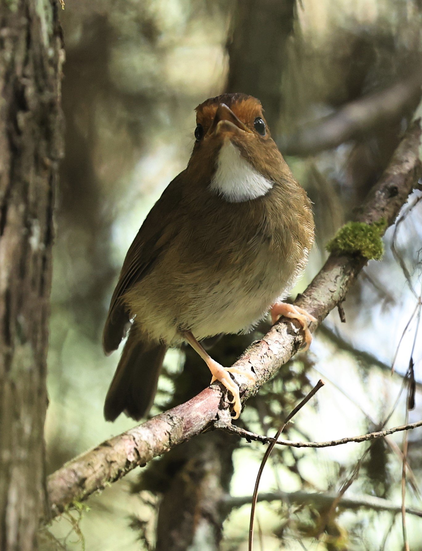 Anthipes solitaris - RUFOUS-BROWED FLYCATCHER - FRASER'S HILL, MALAYSIA JUNE 2022 (14).jpg