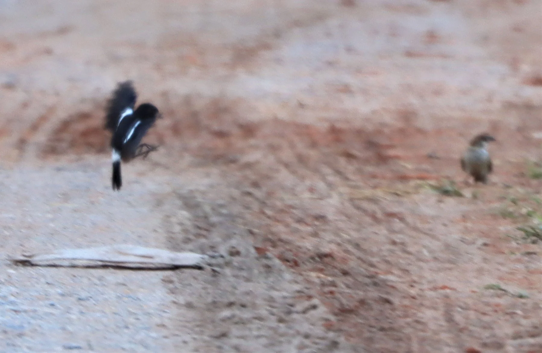 BUSH CHAT - PIED BUSH CHAT - Saxicola caprata - KHON KAEN SEWAGE TREATMENT PLANT KHON KAEN UNIVERSITY  (1).jpg