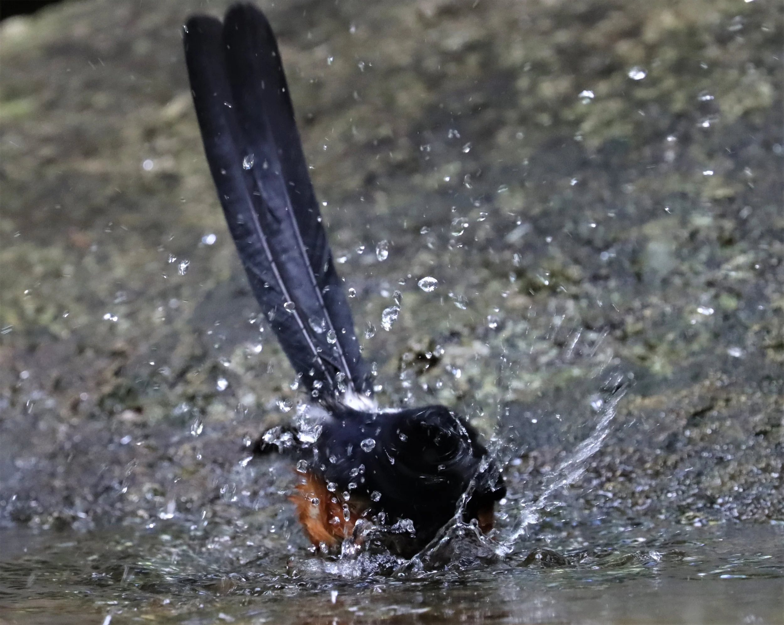 SHAMA - WHITE-RUMPED SHAMA - Copsychus malabaricus - WAT THAM PRATHUN CHONBURI (9).jpg