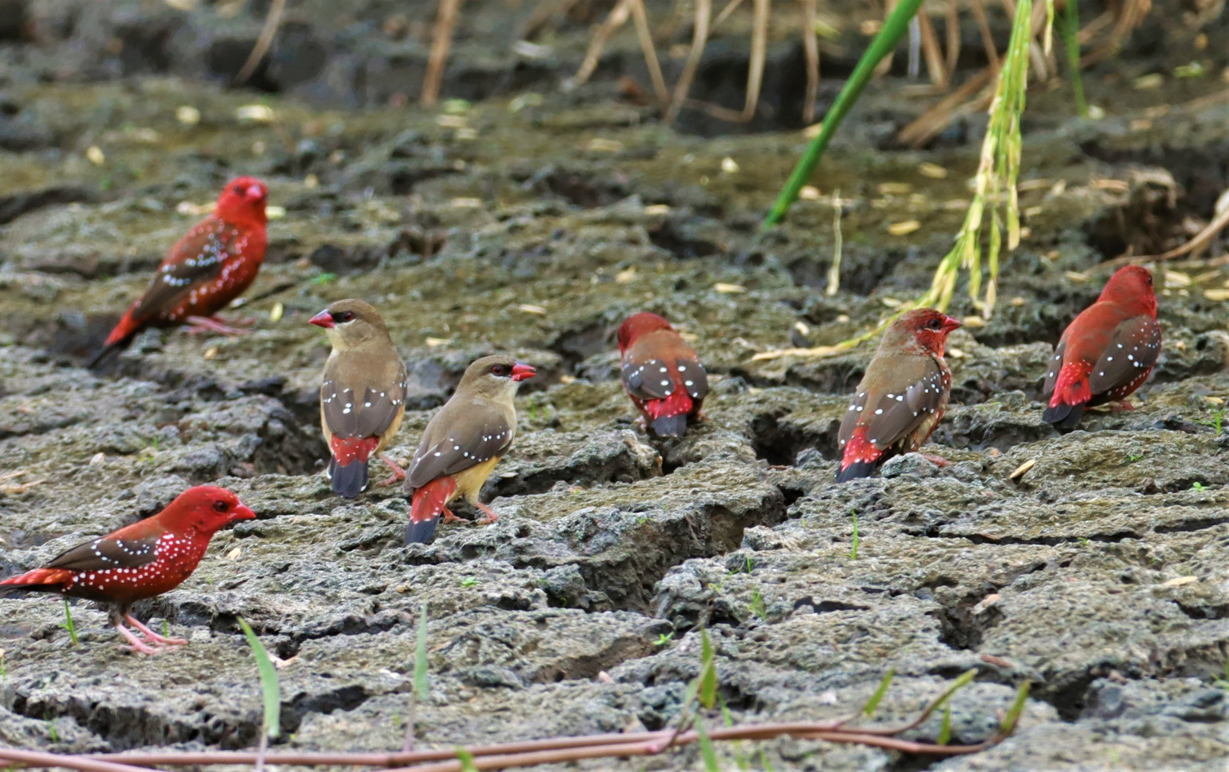RED AVADAVAT - Amandava amandava - LAT KRABANG THAP YAO RICEFIELDS August 25, 2021 (31).jpg