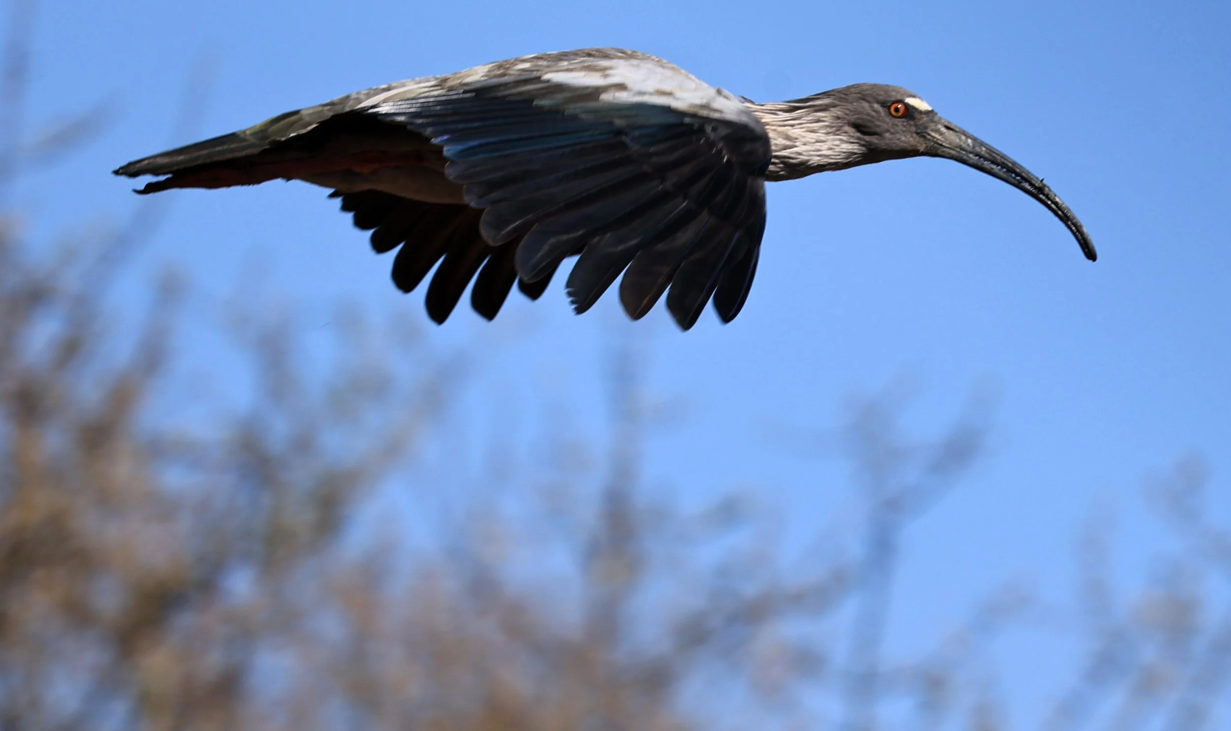 Plumbeous Ibis (Theristicus caerulescens) Agua Dulce Paraguay (6).jpg