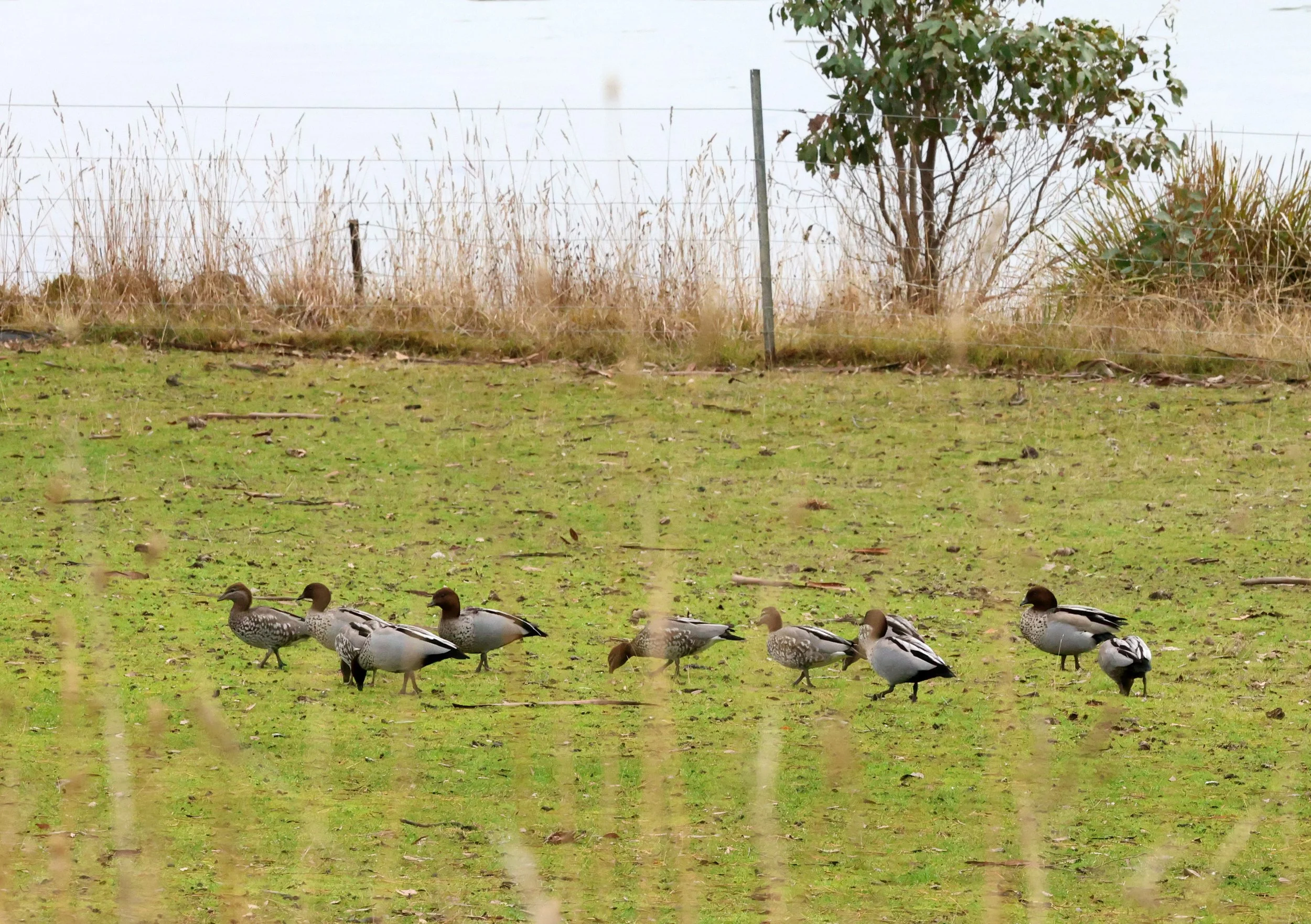 Australian Wood or Maned Duck  (Chenonetta jubata) Bruny Island - Tasmania.jpg