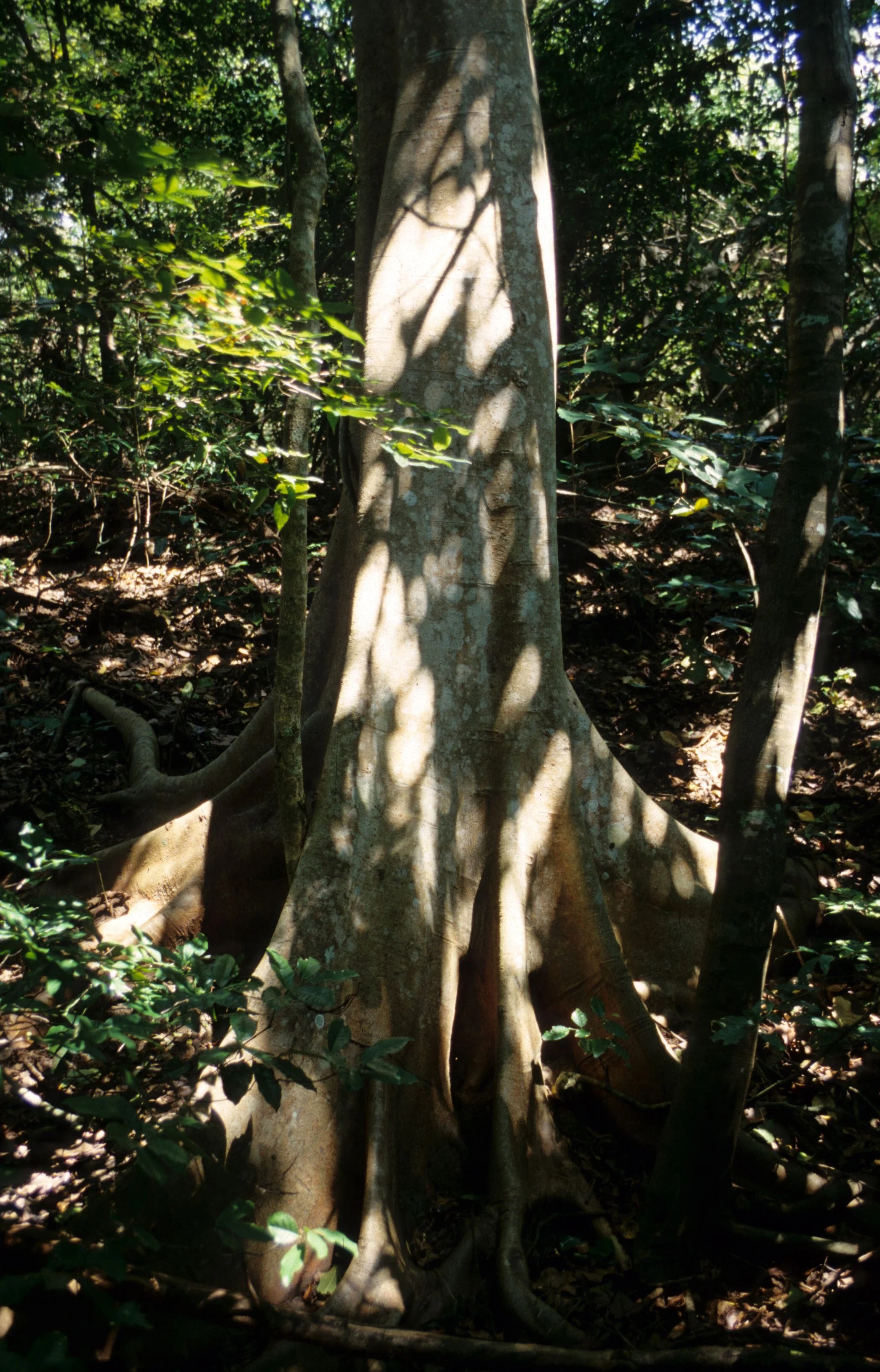 BALI - BALI BARAT NP - RAINFOREST GIANT A.jpg