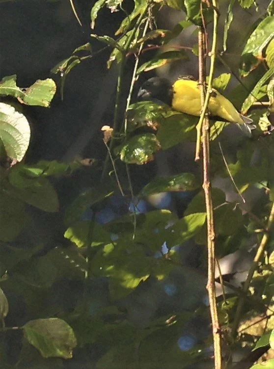 Spot-winged Grosbeak (Mycerobas melanozanthos) Fang Hotsprings Chiang Mai Thailand (23).jpg