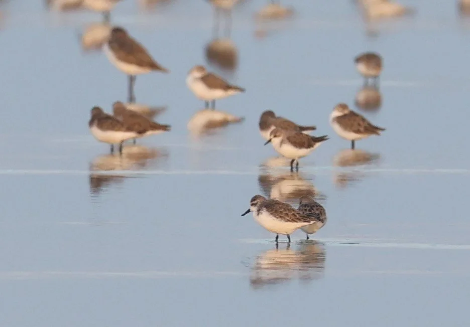 SANDPIPER - SPOON-BILLED SANDPIPER - Calidris pygmeus - PAK THALE 16 & 19 OCTOBER 2021 (42).jpg