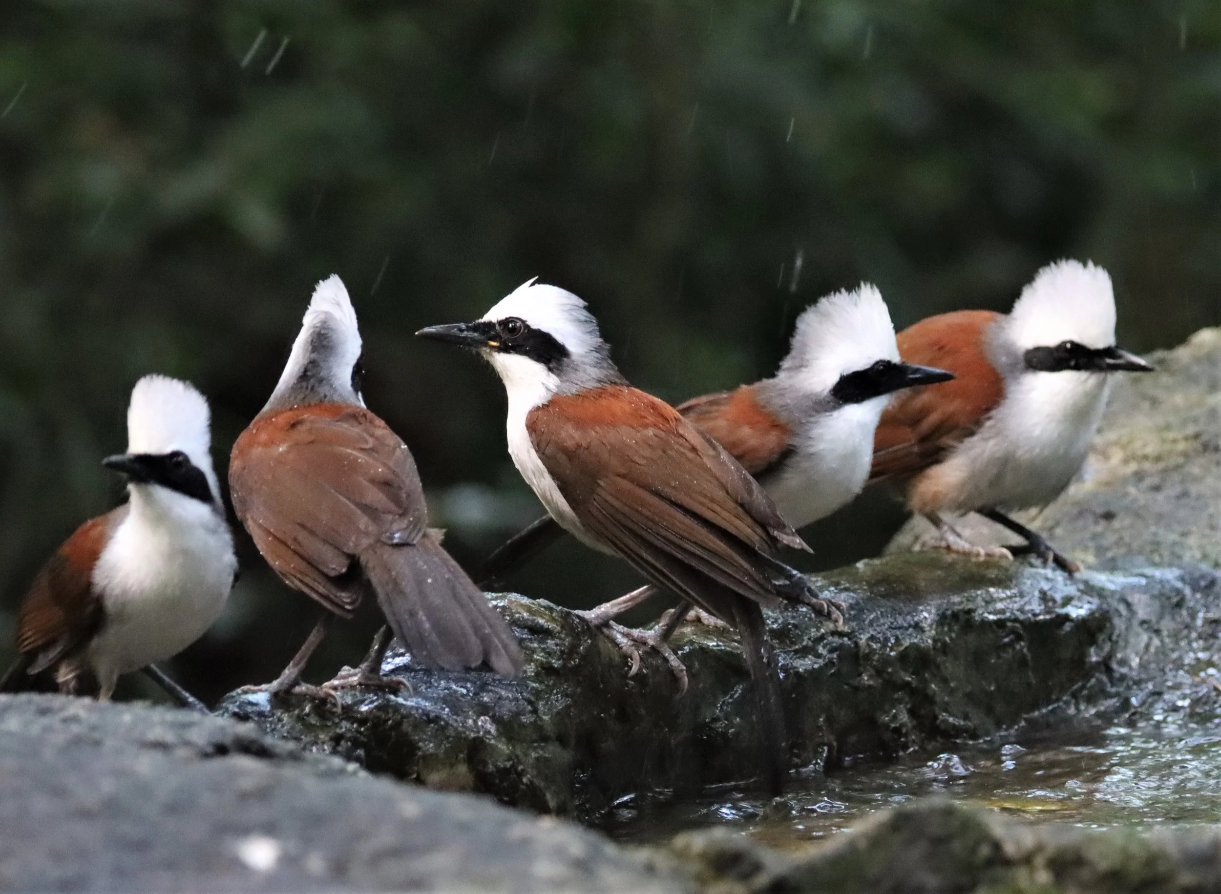 LAUGHINGTHRUSH - WHITE-CRESTED LAUGHINGTHRUSH - Garrulax leucolophus - WAT THAM PRATHUN CHONBURI (49).jpg