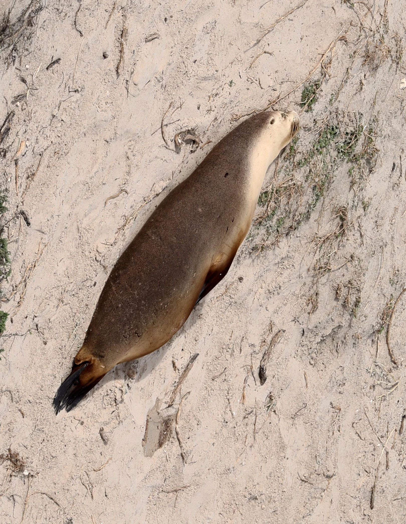 Australian Sea Lion (Neophoca cinerea) Kangaroo Island - South Australia