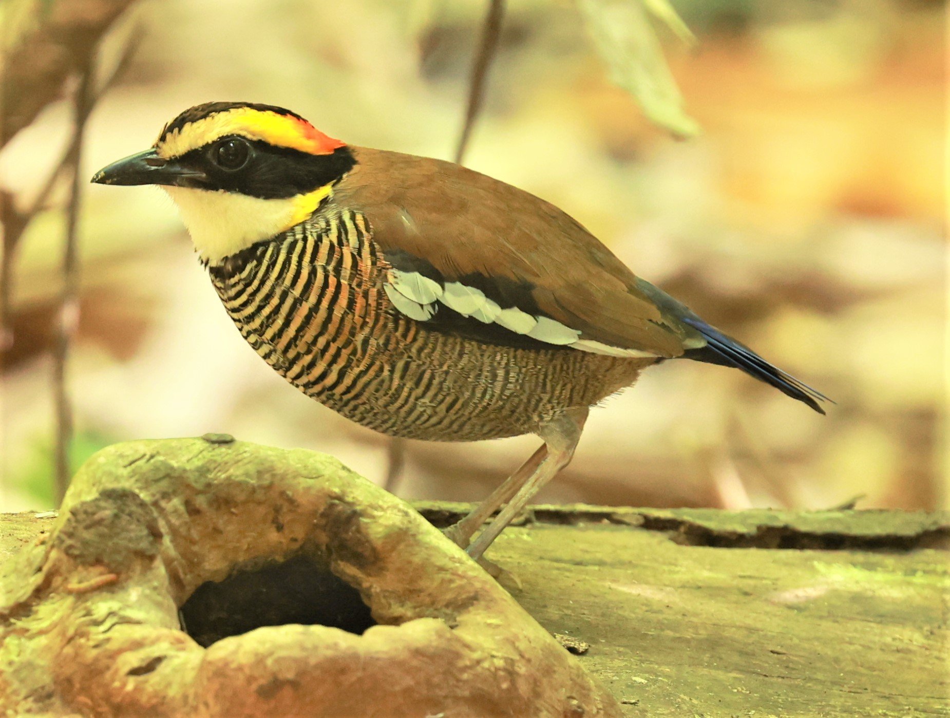 PITTA - Malayan banded pitta - Hydrornis irena - Si Phang Nga National Park, Thailand Feb 18-19, 2023 (102).jpg