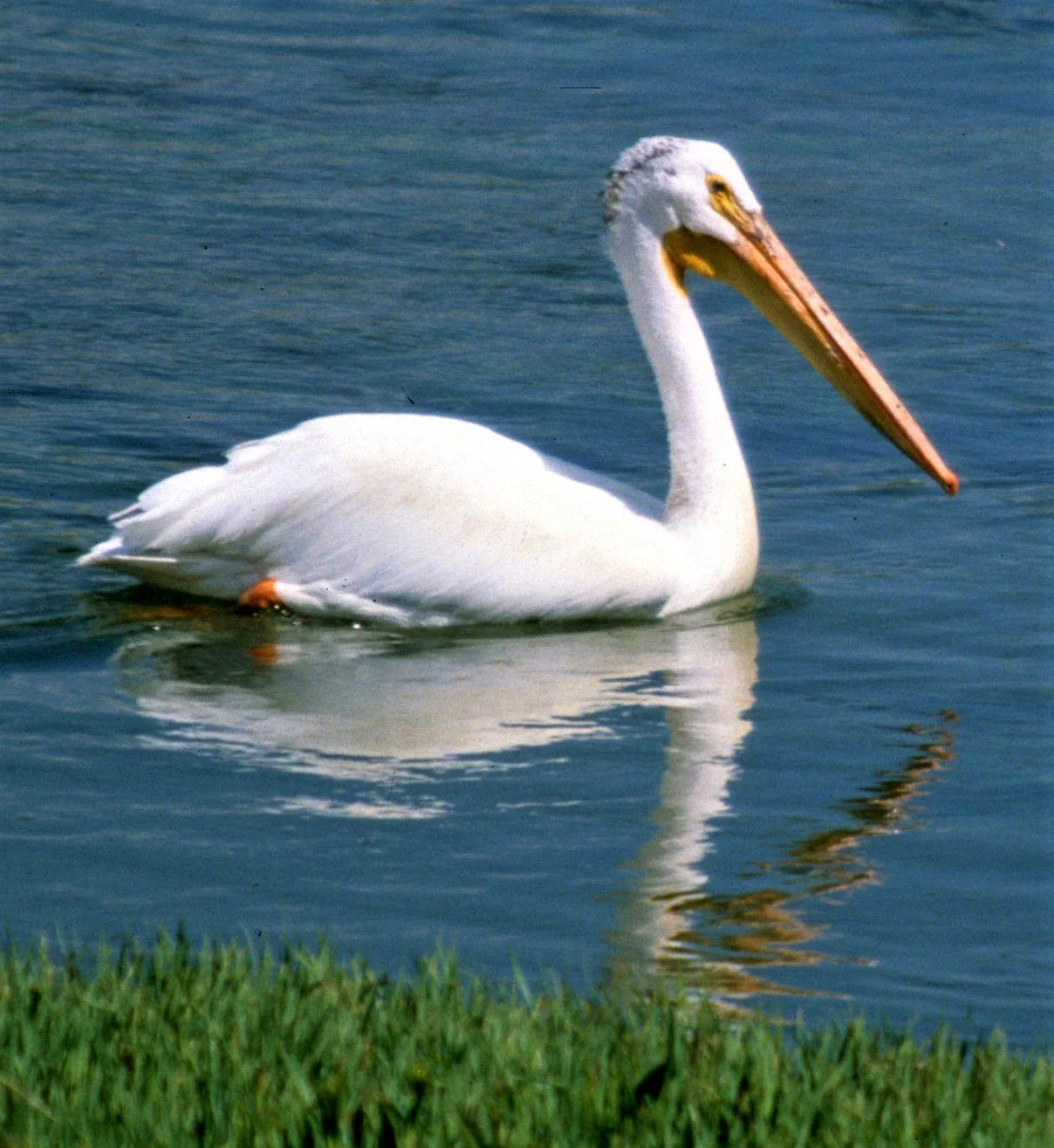 Pelecanus erythrorhynchos - AMERICAN WHITE PELICAN - WYOMING (6)a.jpg