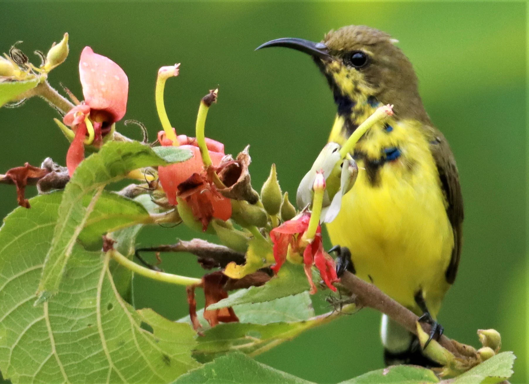 SUNBIRD - OLIVE-BACKED SUNBIRD - Nectarinia jugularis - NONG YA PLONG PETCHABURI (28).jpg