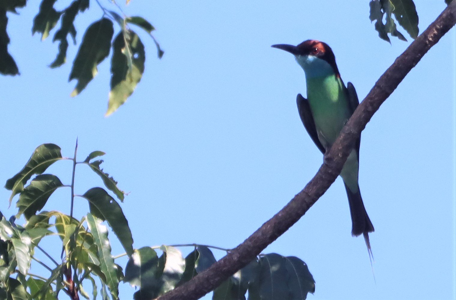 BEE-EATER - BLUE-THROATED BEE-EATER - Merops viridis - Khao Mai Kaeo, Bang Lamung District, Chon Buri (14).jpg