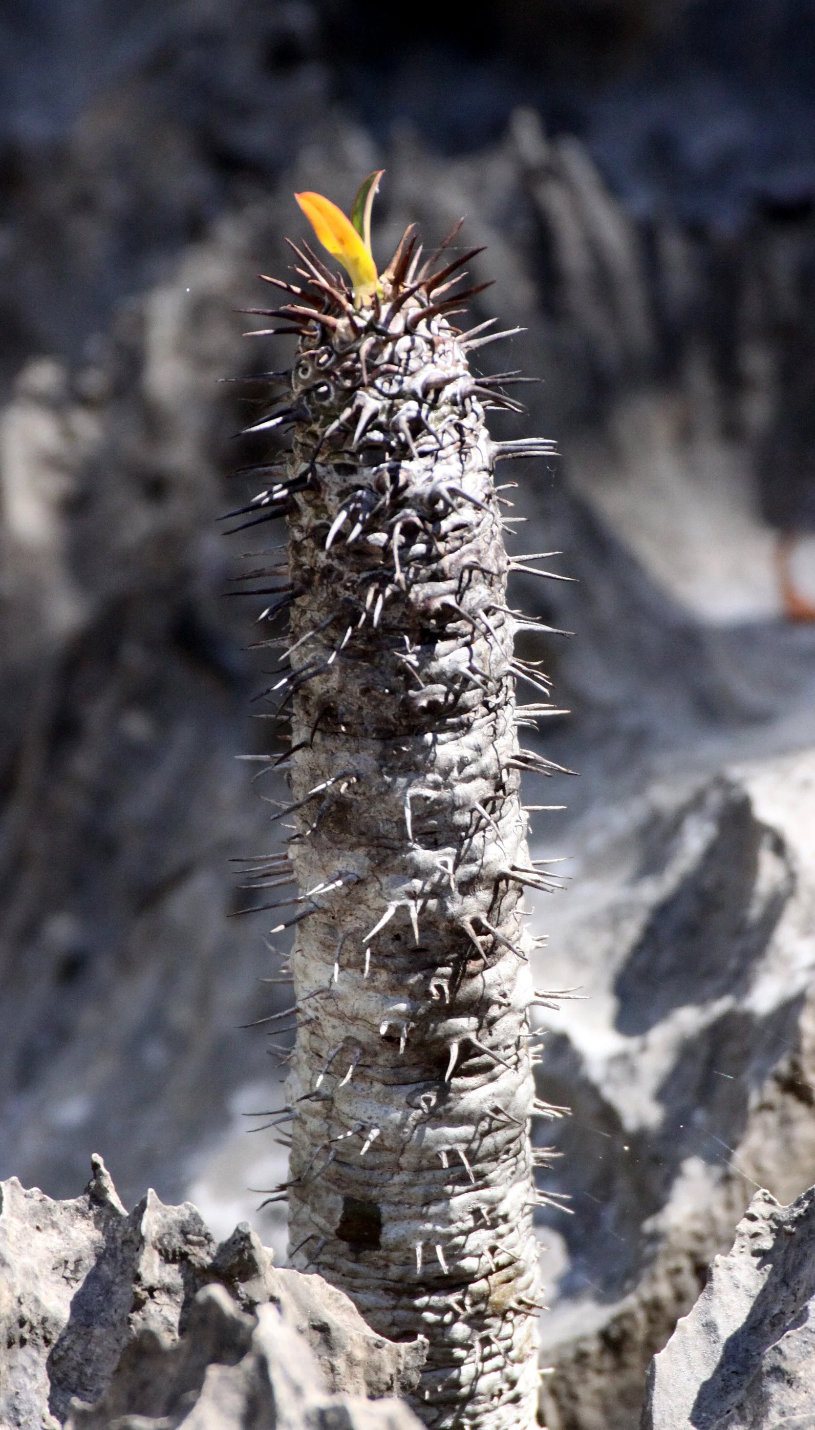 PLANT - PACHYPODIUM SPECIES - ANKARANA NATIONAL PARK MADAGASCAR (3).JPG