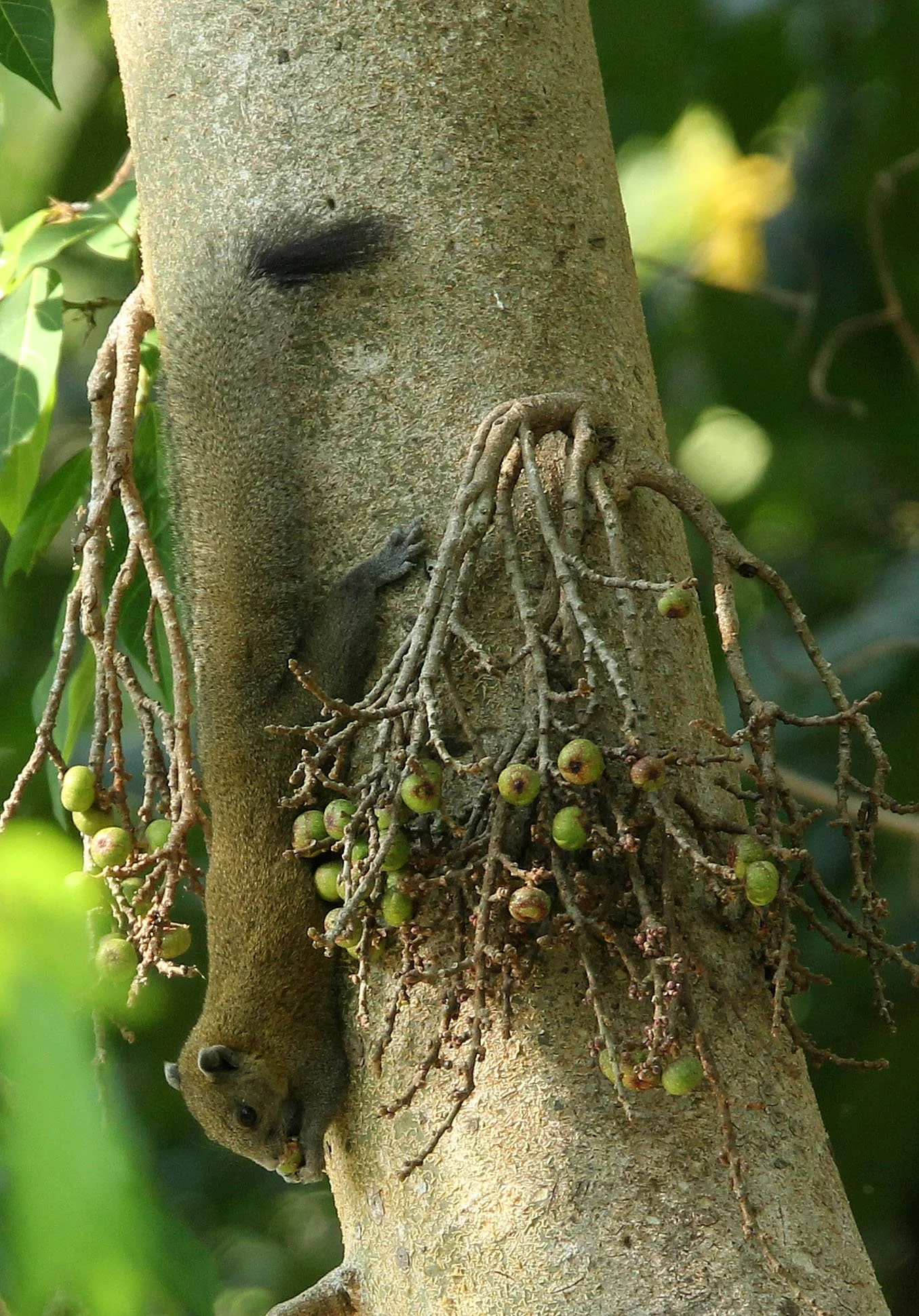 Callosciurus caniceps - GREY-BELLIED SQUIRREL - HUAI KHA KHAENG WILDLIFE RESERVE - KHAO BAN DAI STATION - THAILAND (7).JPG