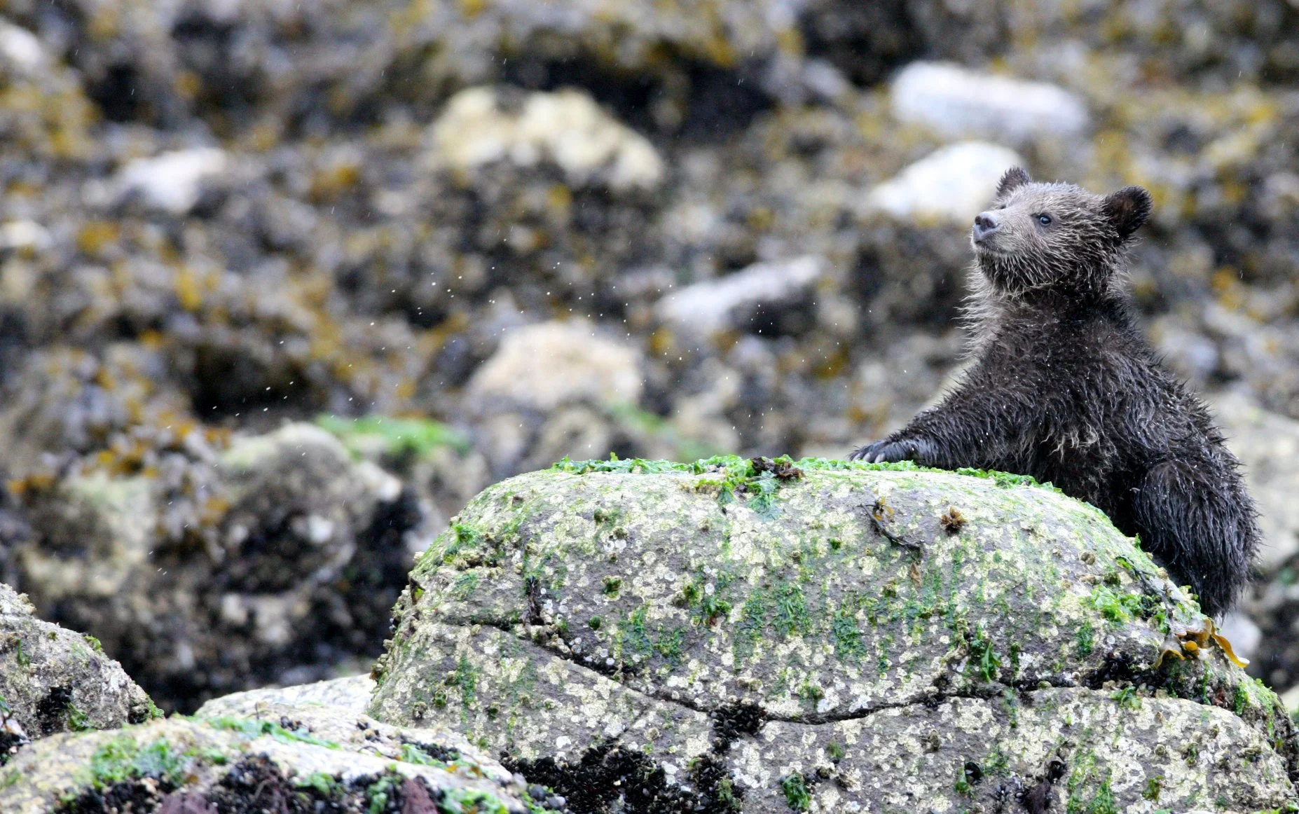 Ursus arctos stikeenensis - STICKEEN'S GRIZZLY BEAR - MOM AND HER FIRST YEAR CUBS - KNIGHT'S INLET BRITISH COLUMBIA (139).JPG