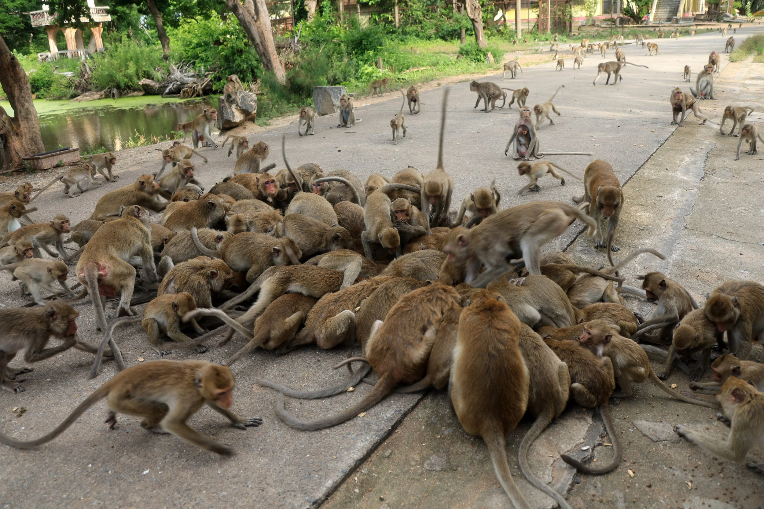 Khao Nor Khao Kaew Bat Viewing Nakhon Sawan (15).jpg